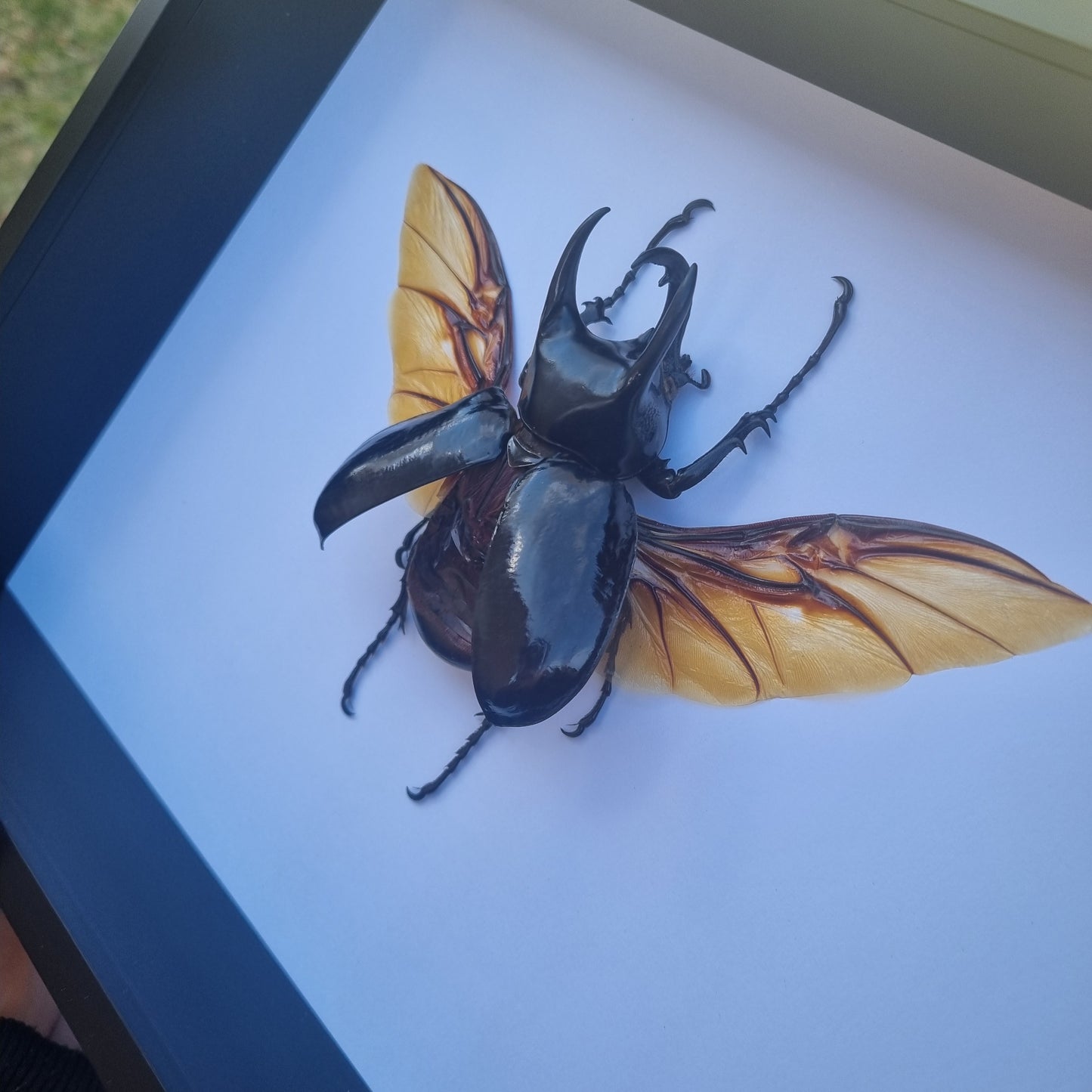 chalcosoma chiron | Frame