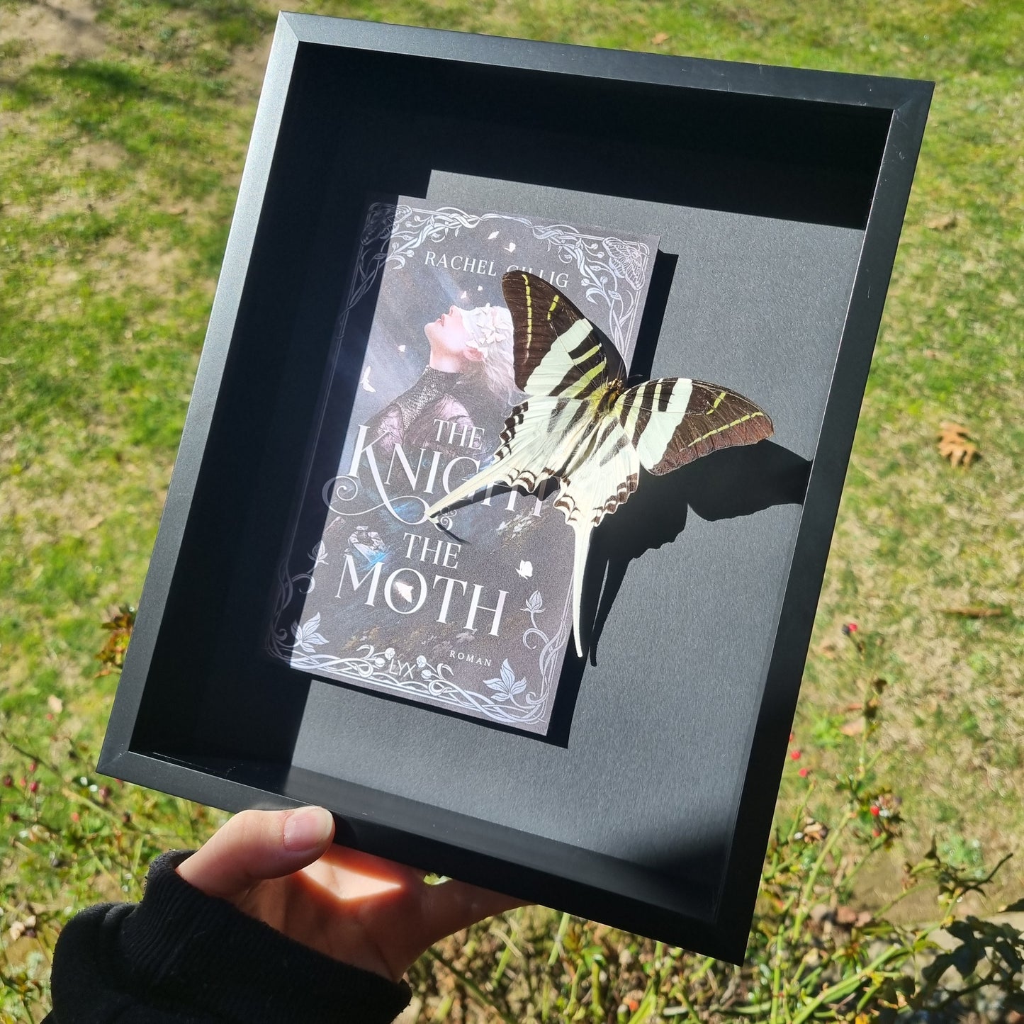 Graphium Androcles | Book |The Knight & The Moth | Frame | Framed Entomology Décor | Real Specimen | Nature