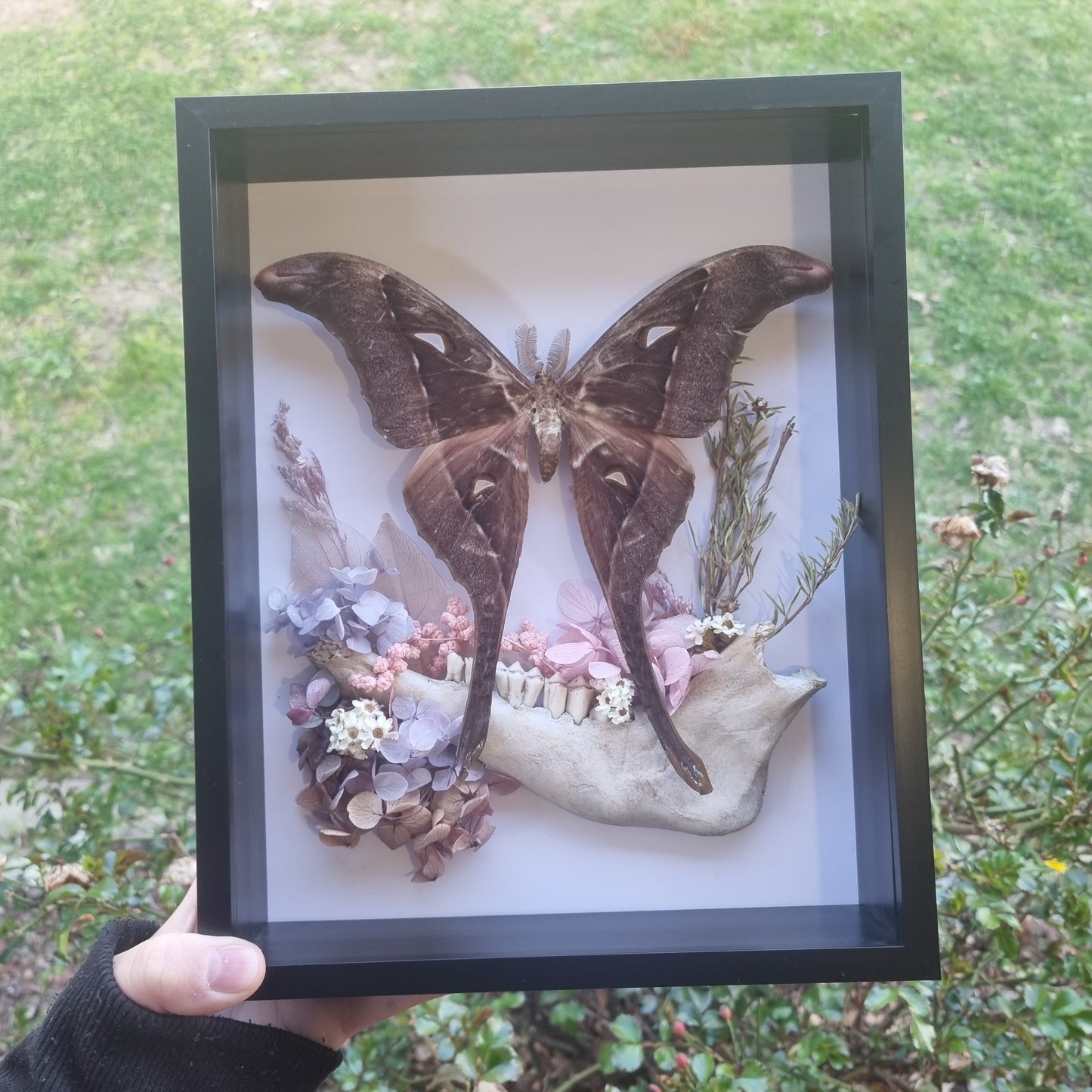 Rare Coscinocera hercules Moth | Frame