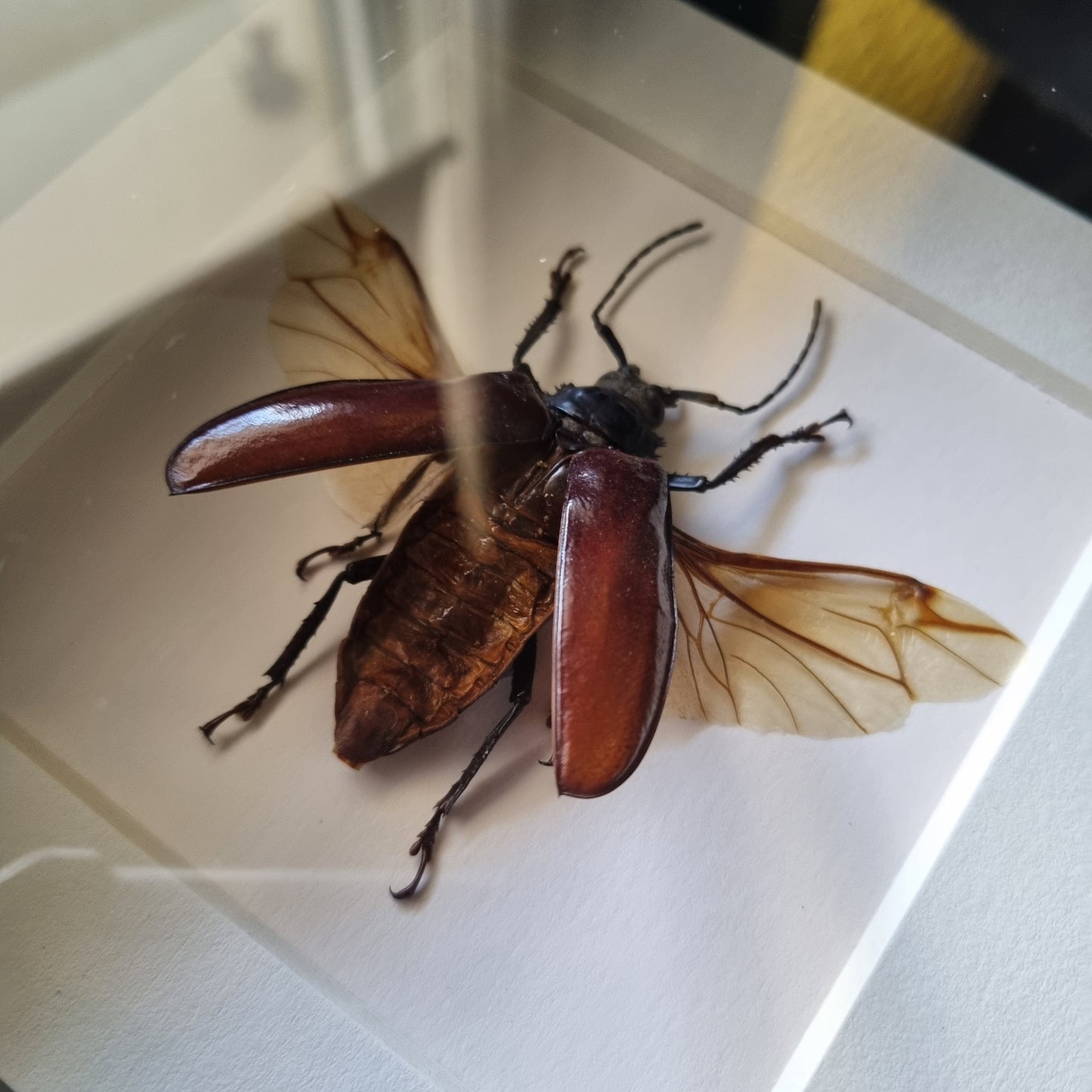 Rhaphiodus Drescheri | Frame | Framed Entomology Décor | Real Specimen | Nature