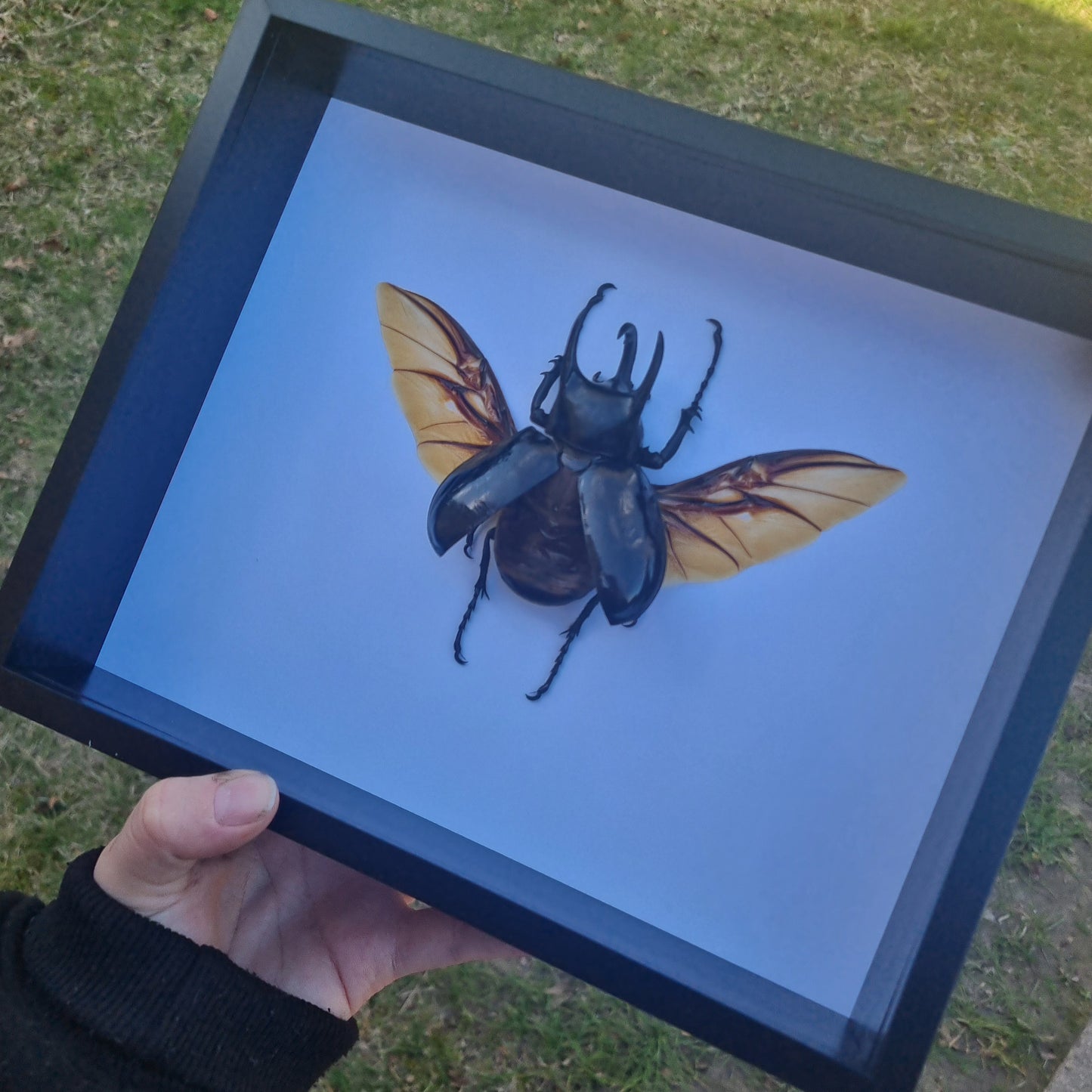 chalcosoma chiron | Frame