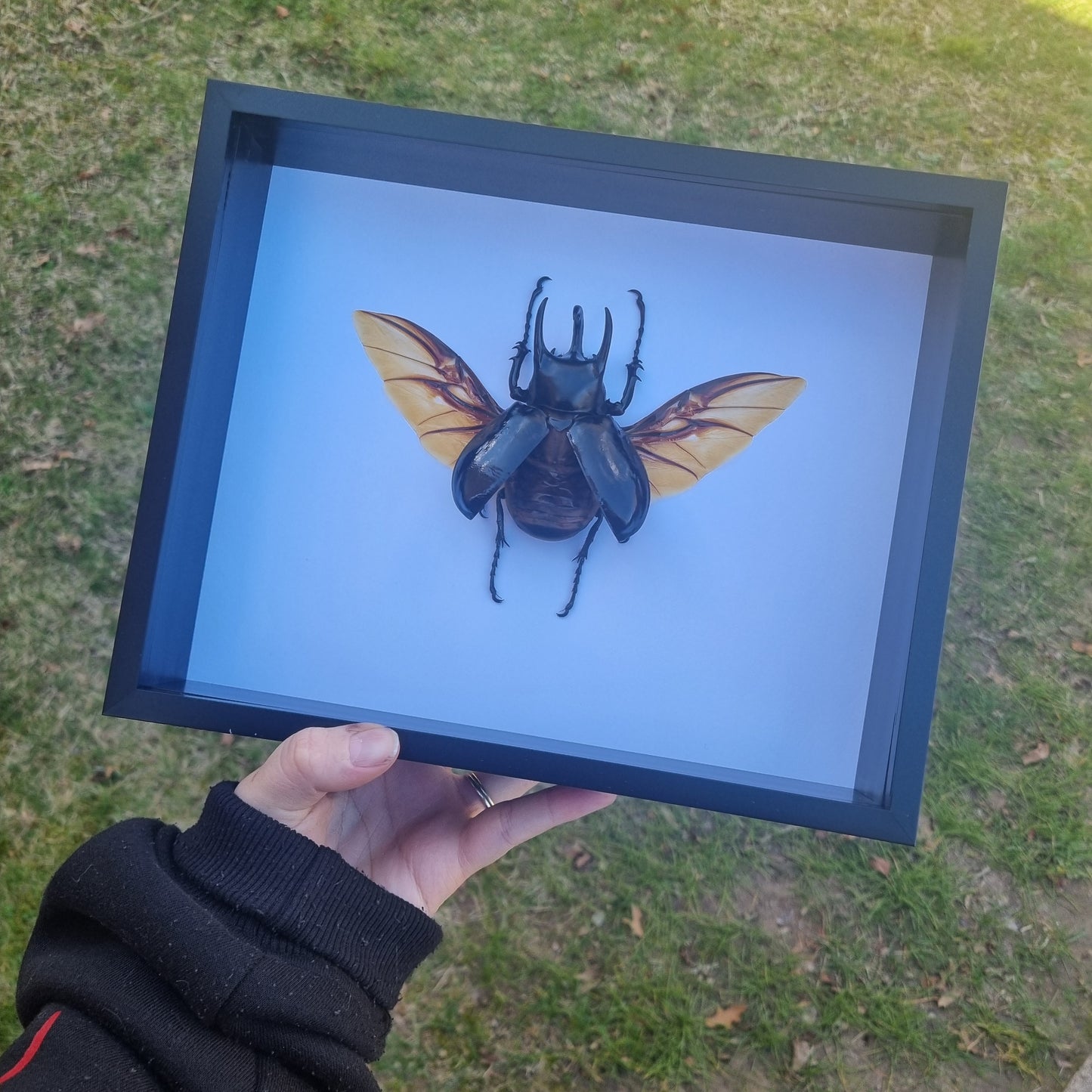 chalcosoma chiron | Frame