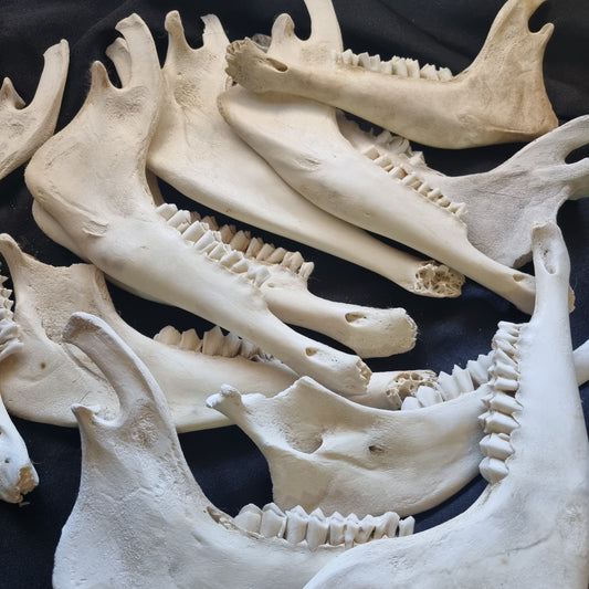 Sheep mandible / Jaw Bone