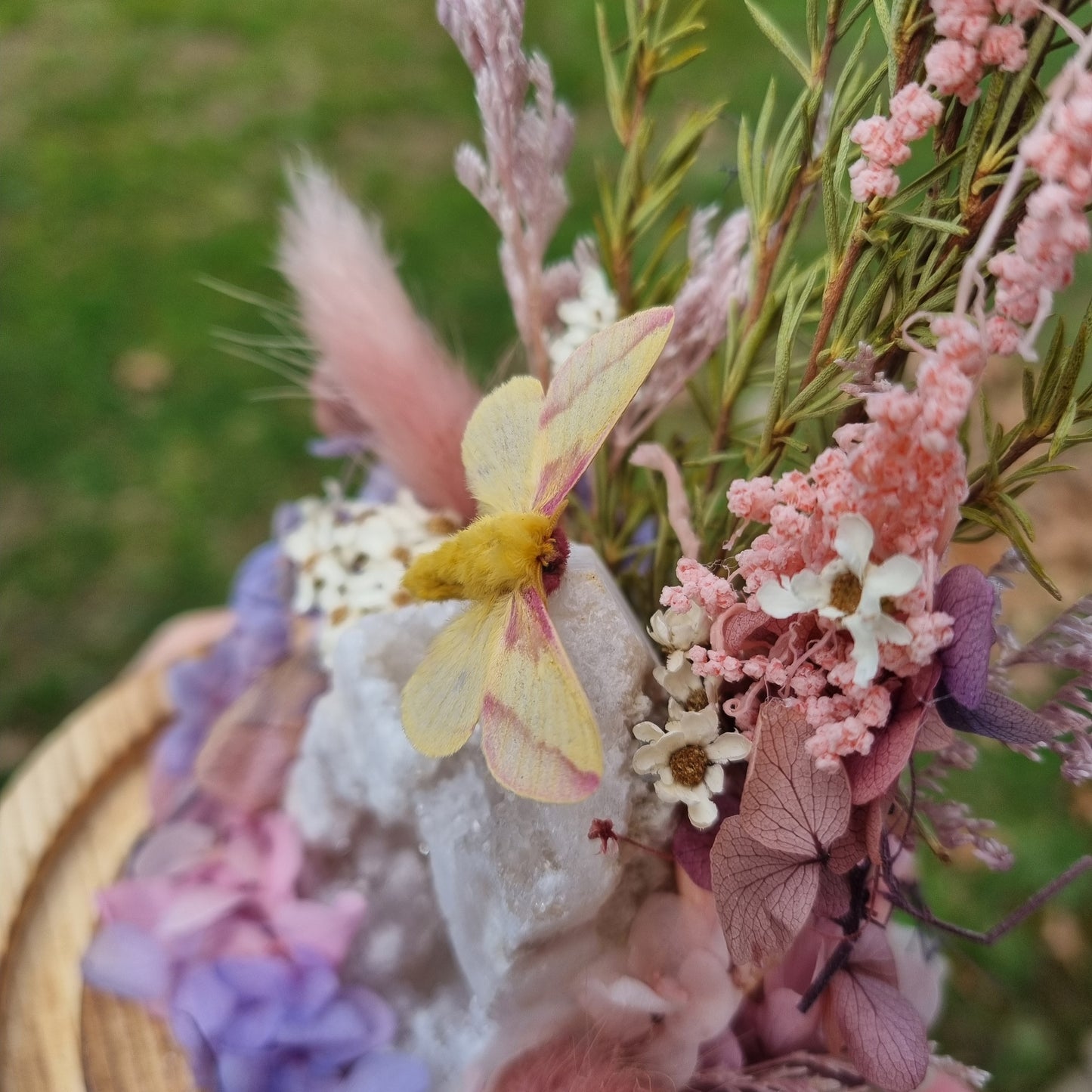 Raffle - Maple Moth