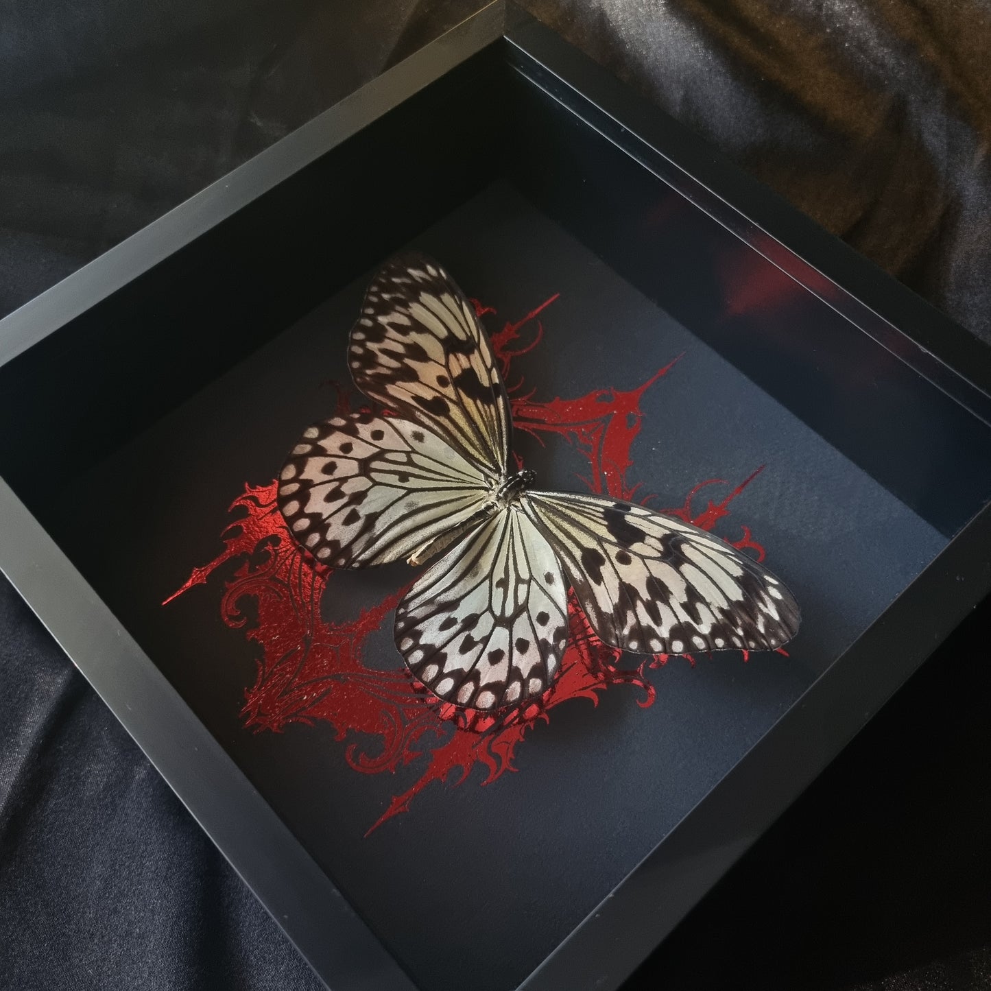 Idea Leuconoe | Frame | Framed Entomology Décor | Real Specimen | Nature