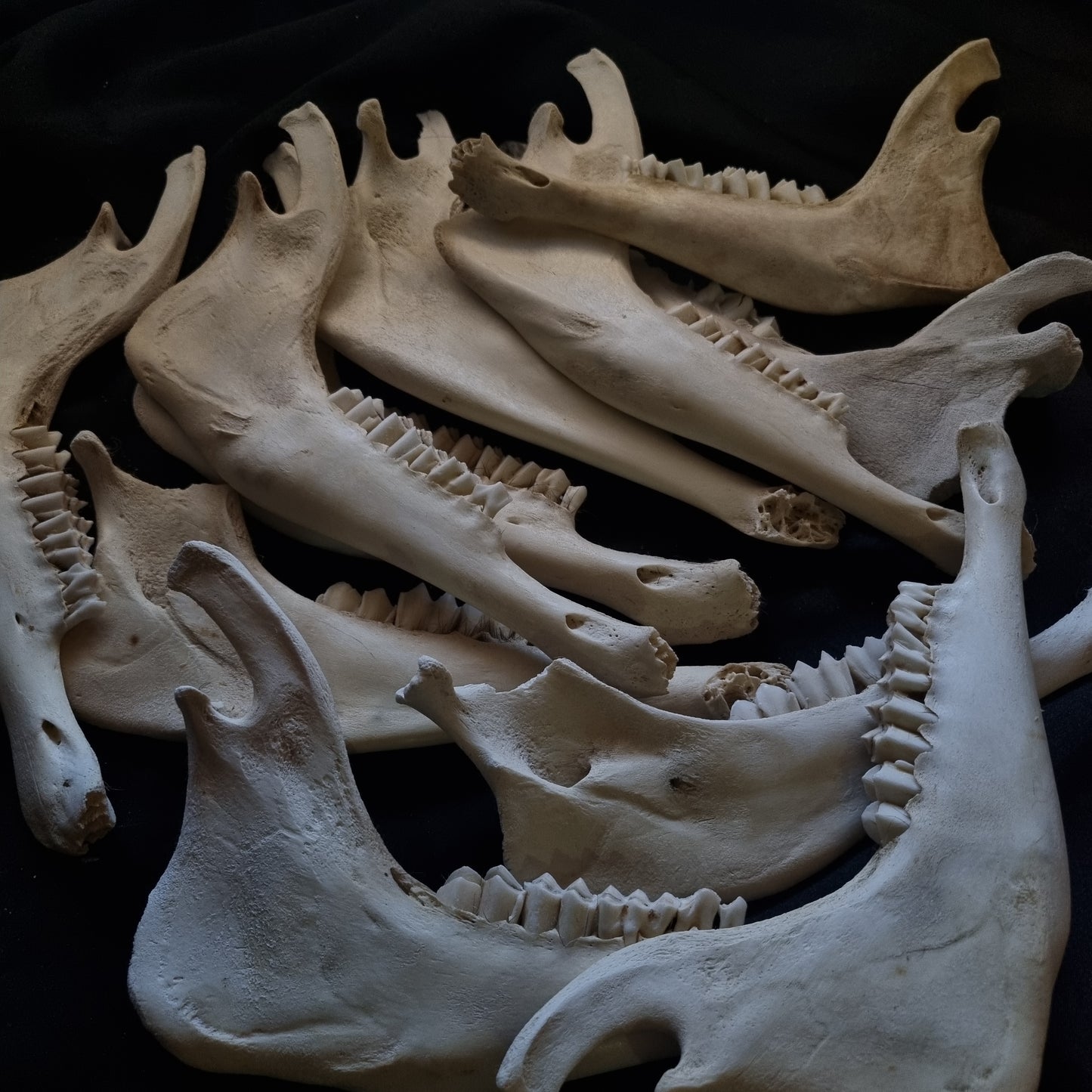 Sheep mandible / Jaw Bone