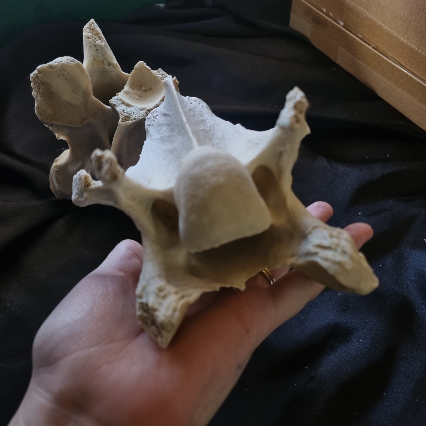 Huge Cow Vertebrae