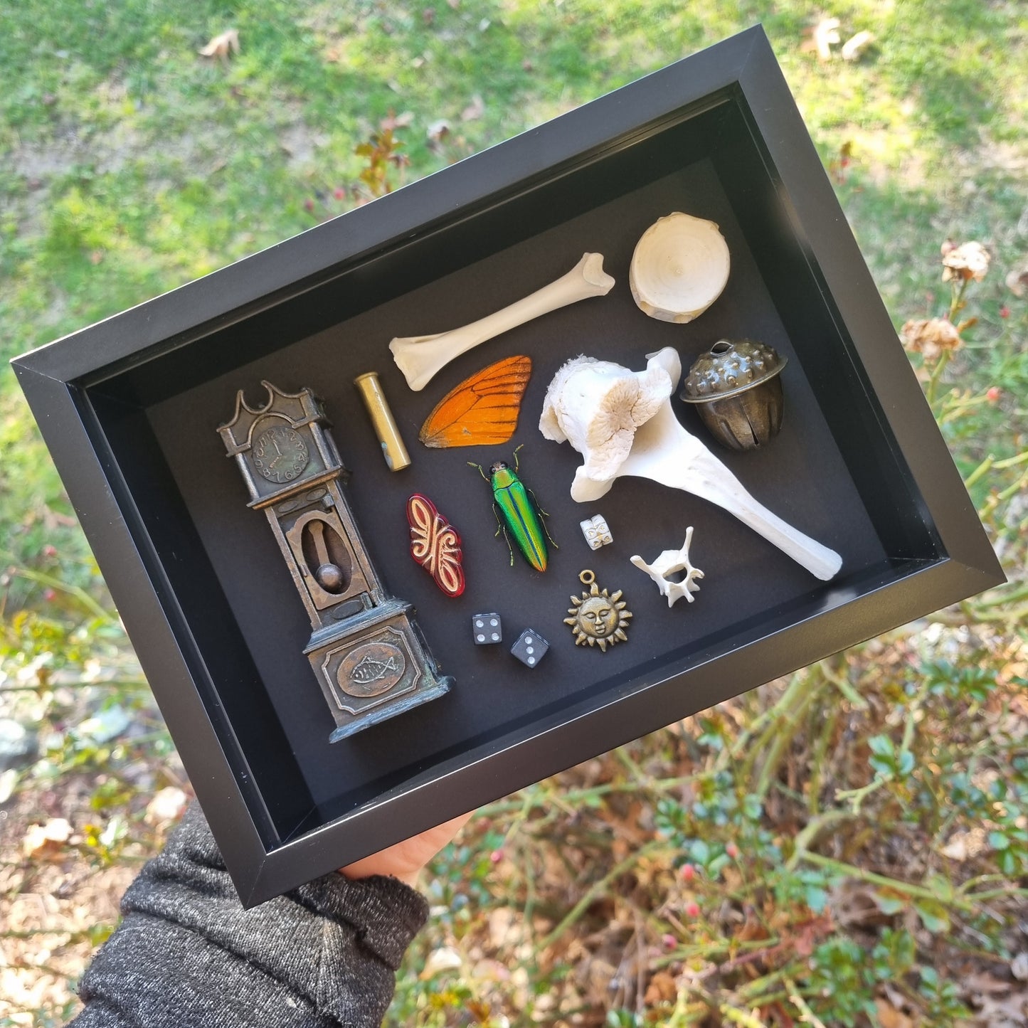 Curio Clock | Mixed Oddity Frame | Framed Entomology Décor | Real Specimen | Nature