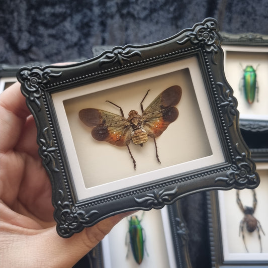 Mini Magnet Specimen / Entommology / Frame