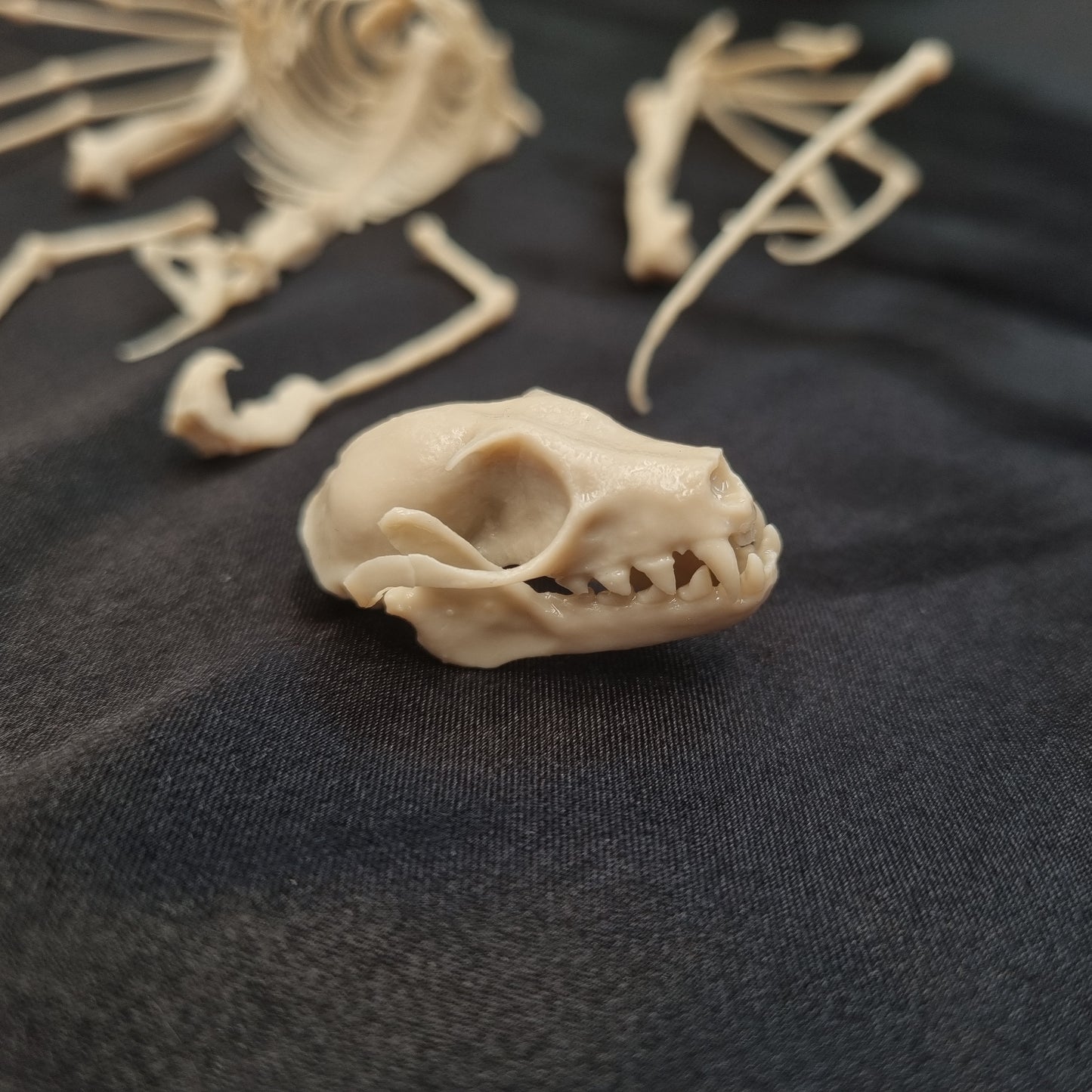 Fruit Bat Skeleton | Replica