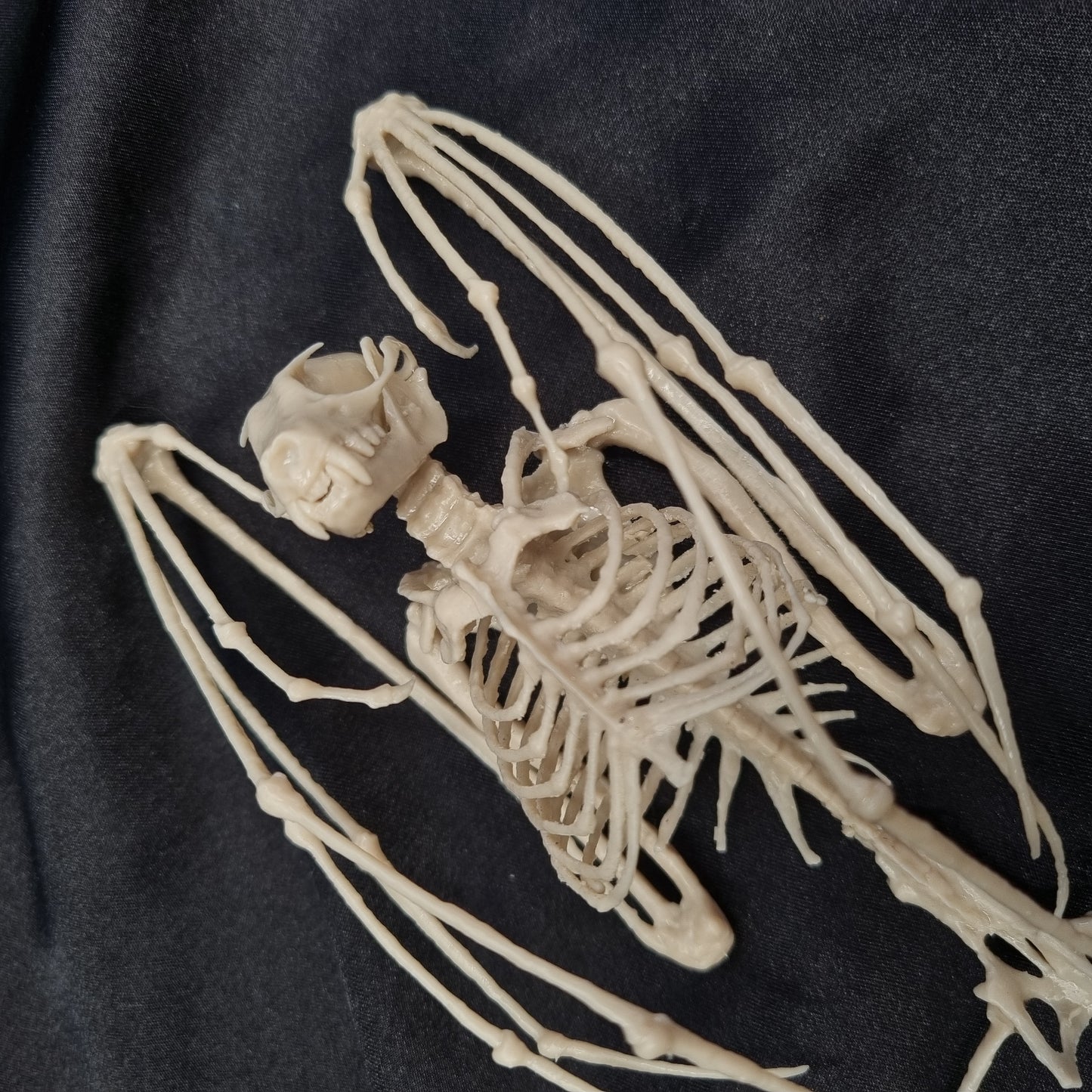 Fruit Bat Skeleton | Replica