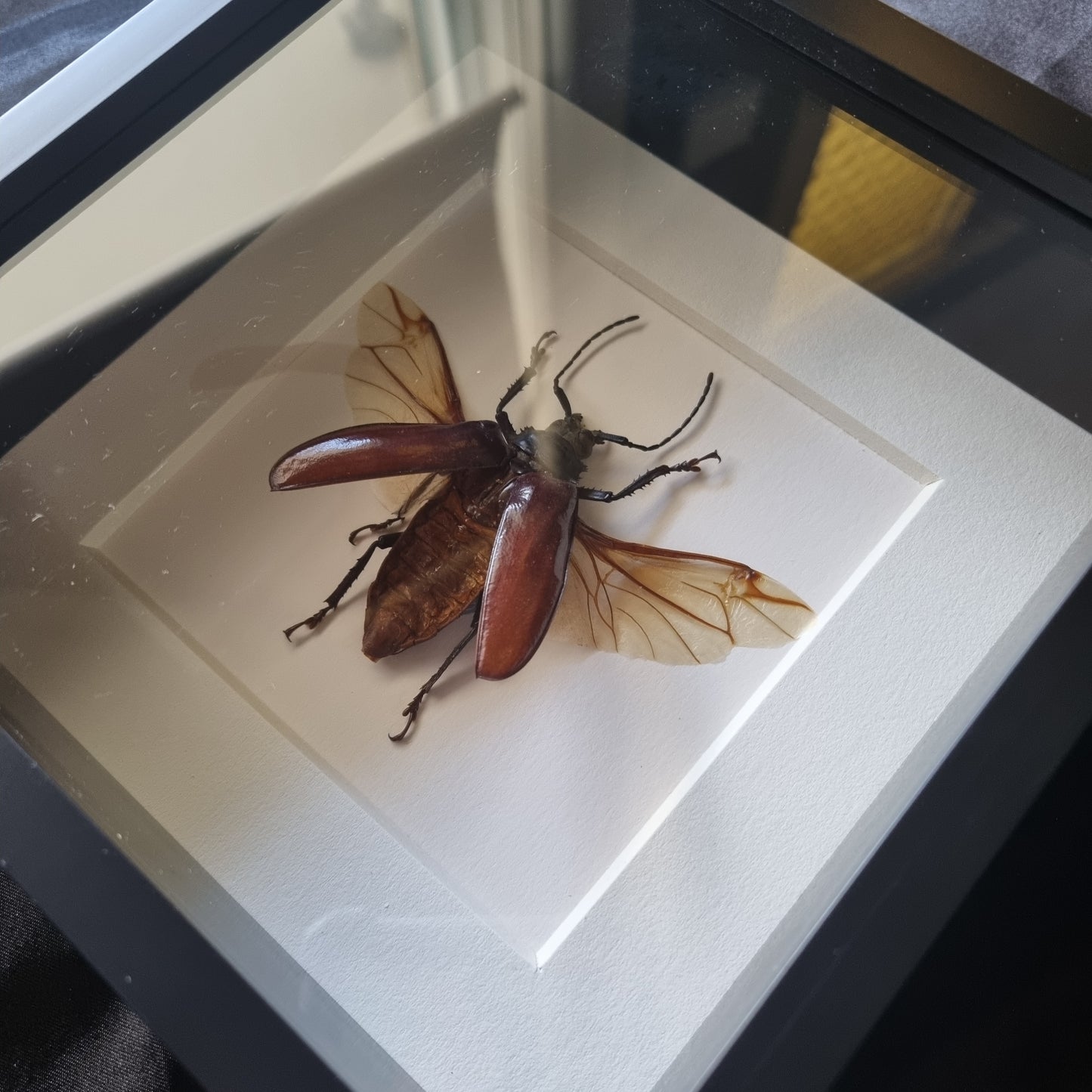 Rhaphiodus Drescheri | Frame | Framed Entomology Décor | Real Specimen | Nature