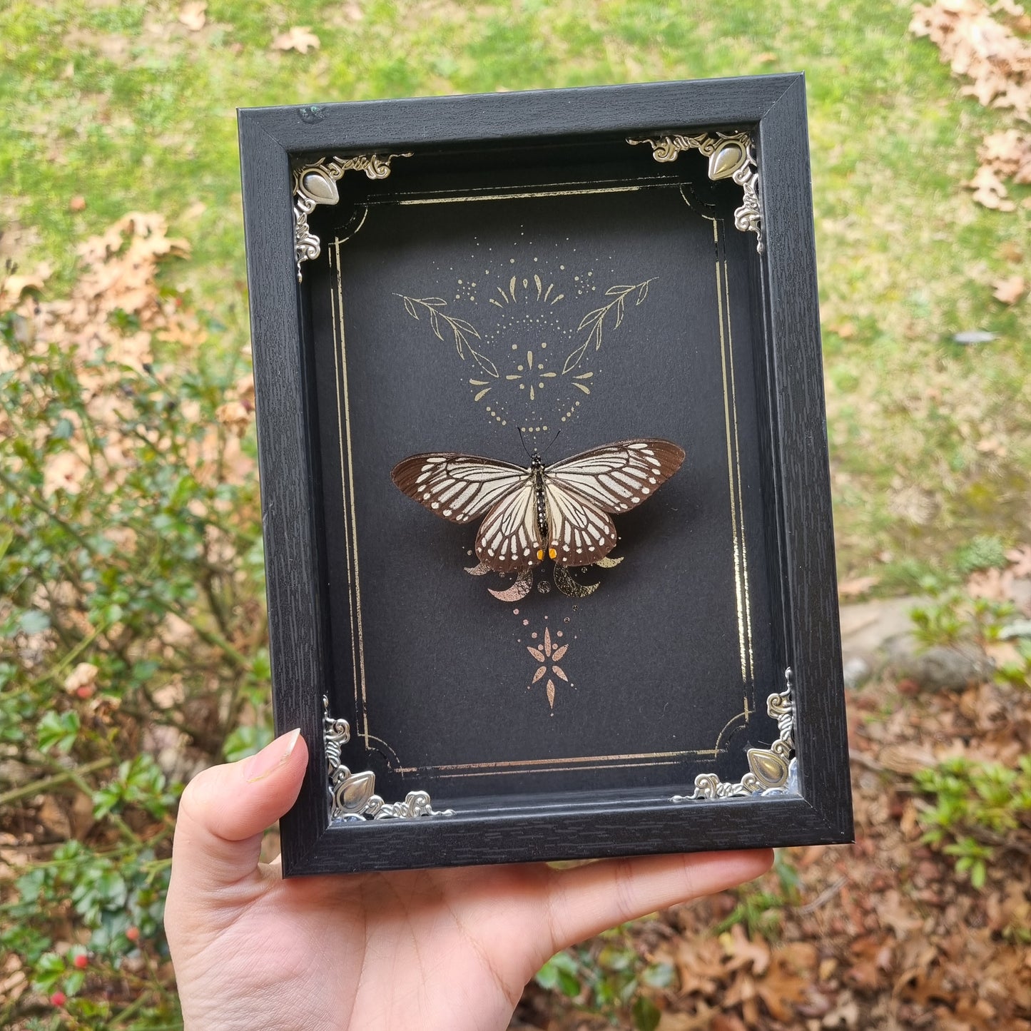 Framed Entomology Décor | Real Specimen | Nature