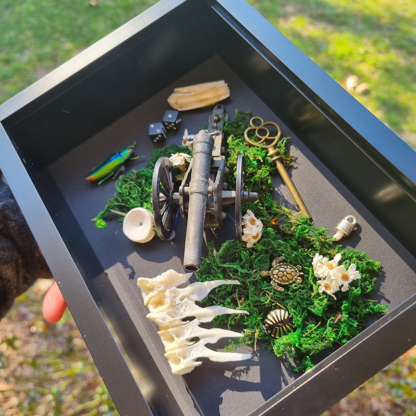 Curio Frame Cannon | Oddities | Framed Entomology Décor | Real Specimen | Nature