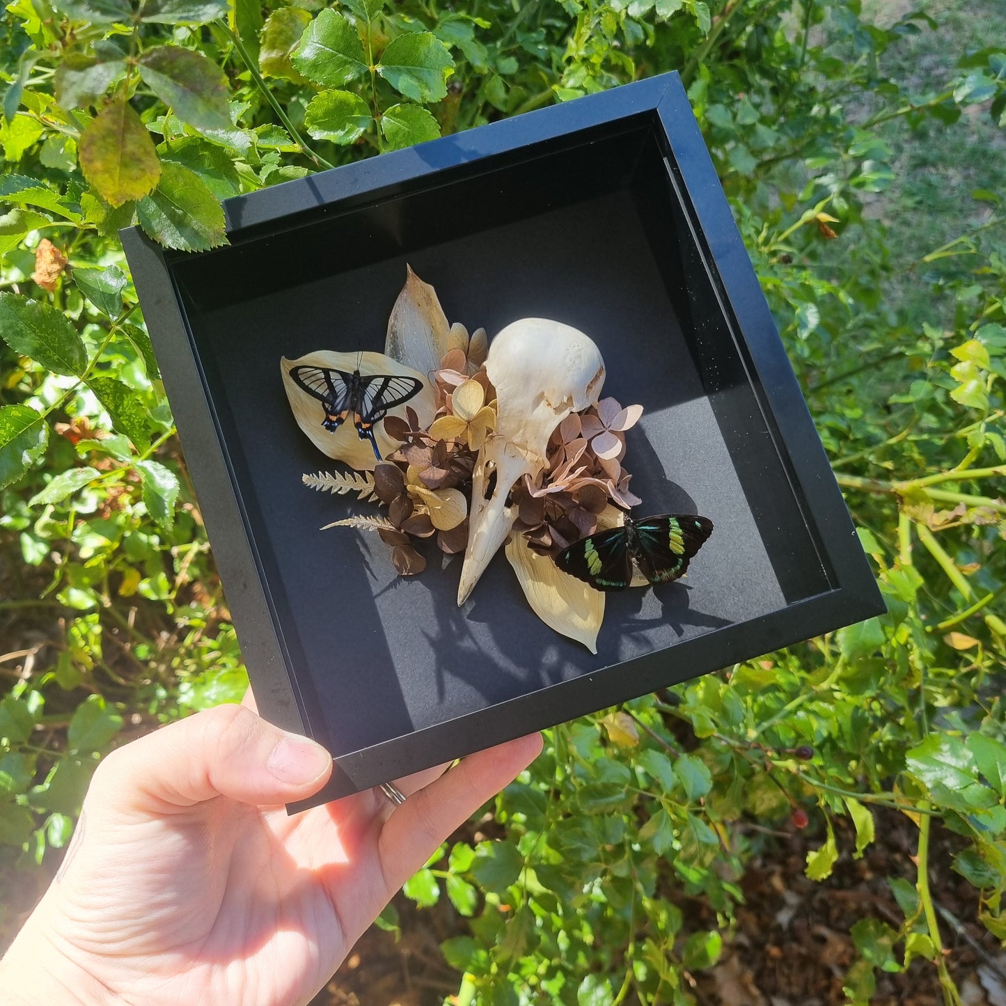 Butterfly & Crow Skull Display