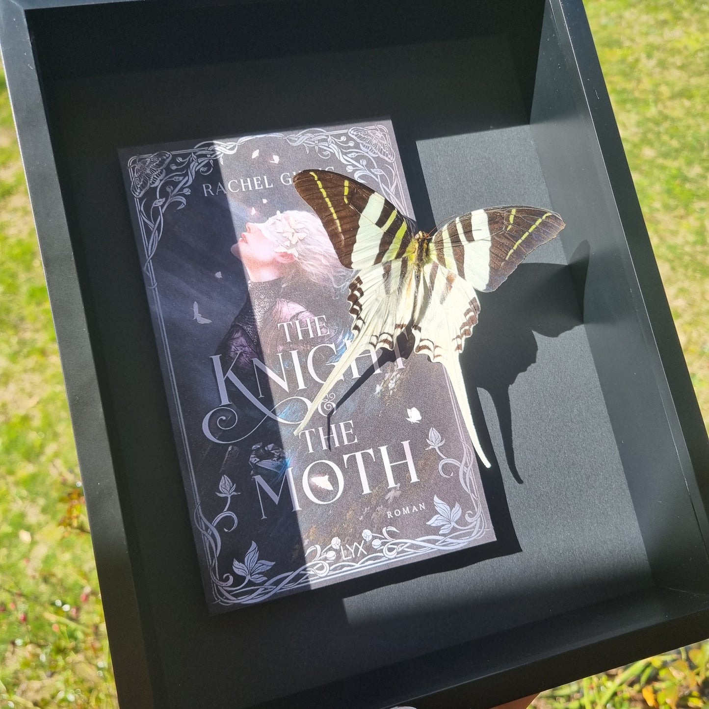 Graphium Androcles | Book |The Knight & The Moth | Frame | Framed Entomology Décor | Real Specimen | Nature