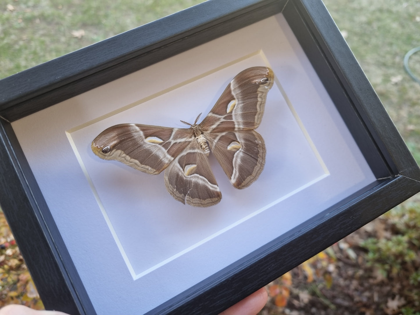Mystery Specimen Displays | Made to Order | Frame