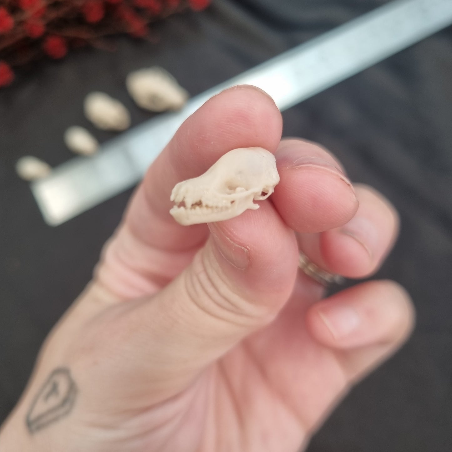 Bat Skull | Replicas | Multiple Species | Fruit Bat | myotis dasycneme | Nyctalus lasiopterus | Myotis bechsteinii | Plecotus Auritus