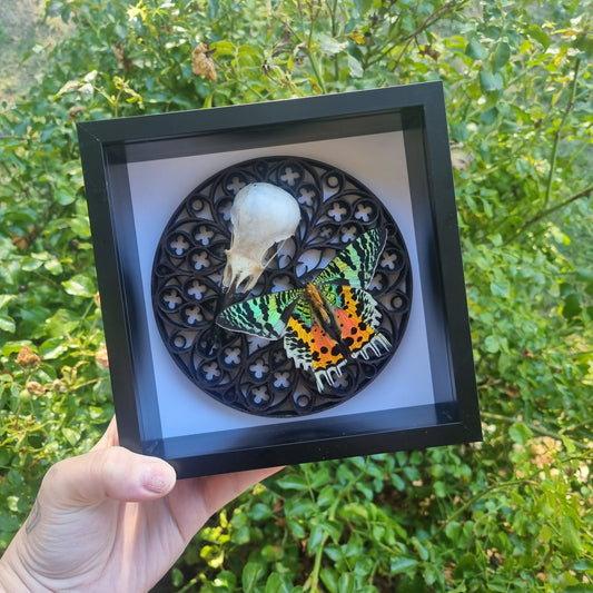Madagascan Sunset Moth & Corvid Skull