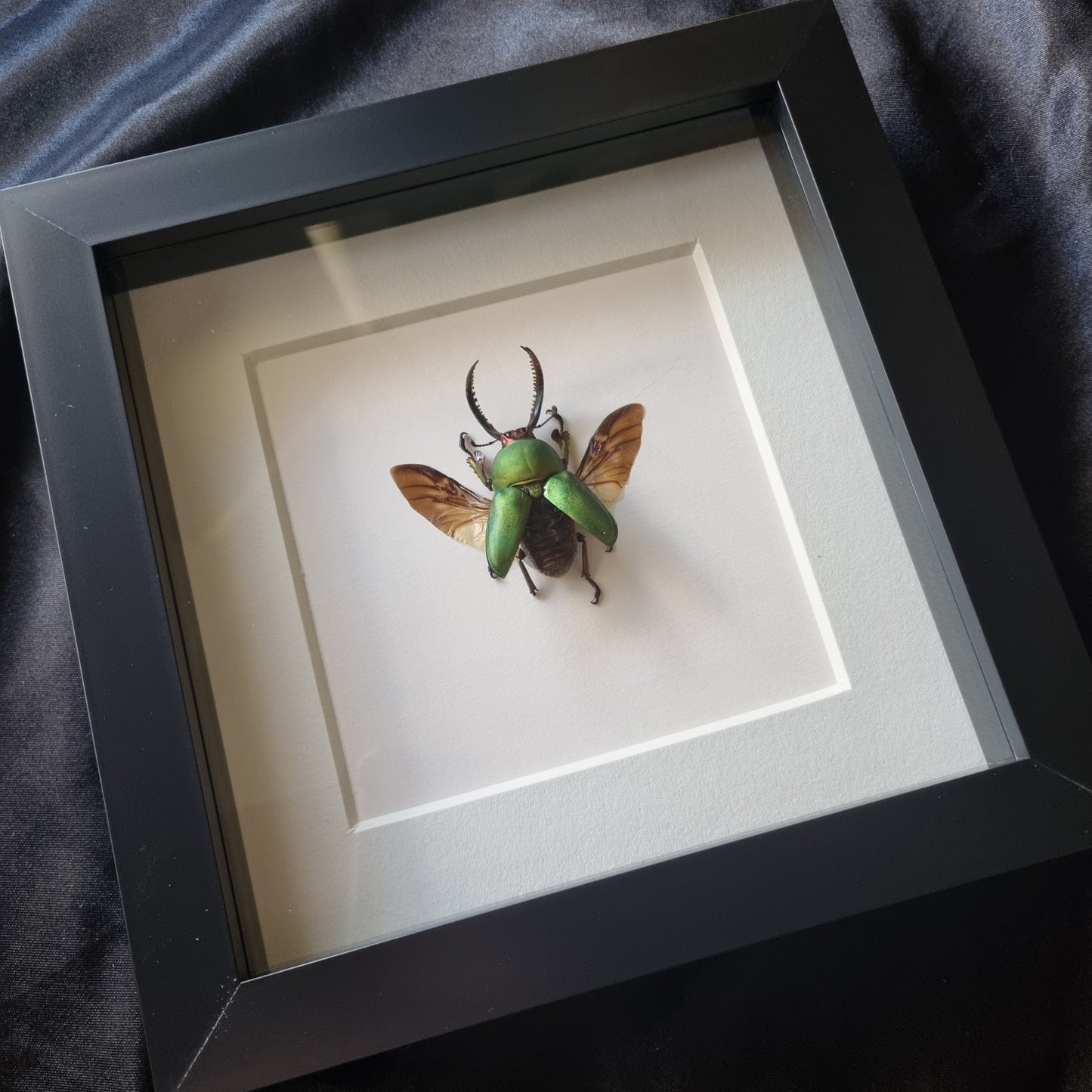 Lamprima Adolphinae | Frame | Framed Entomology Décor | Real Specimen | Nature
