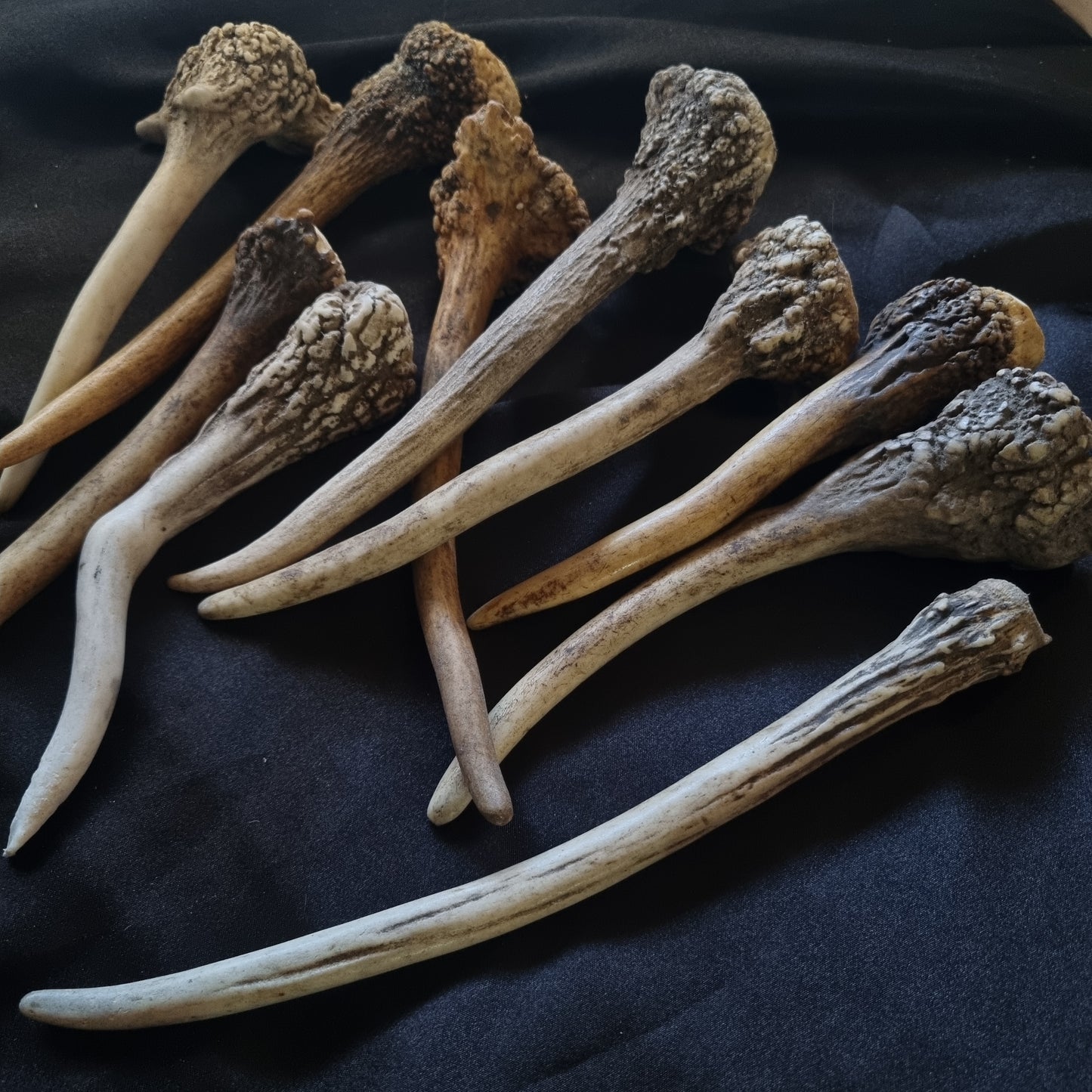 Deer Antlers