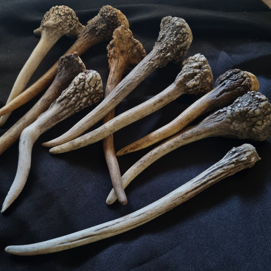 Deer Antlers