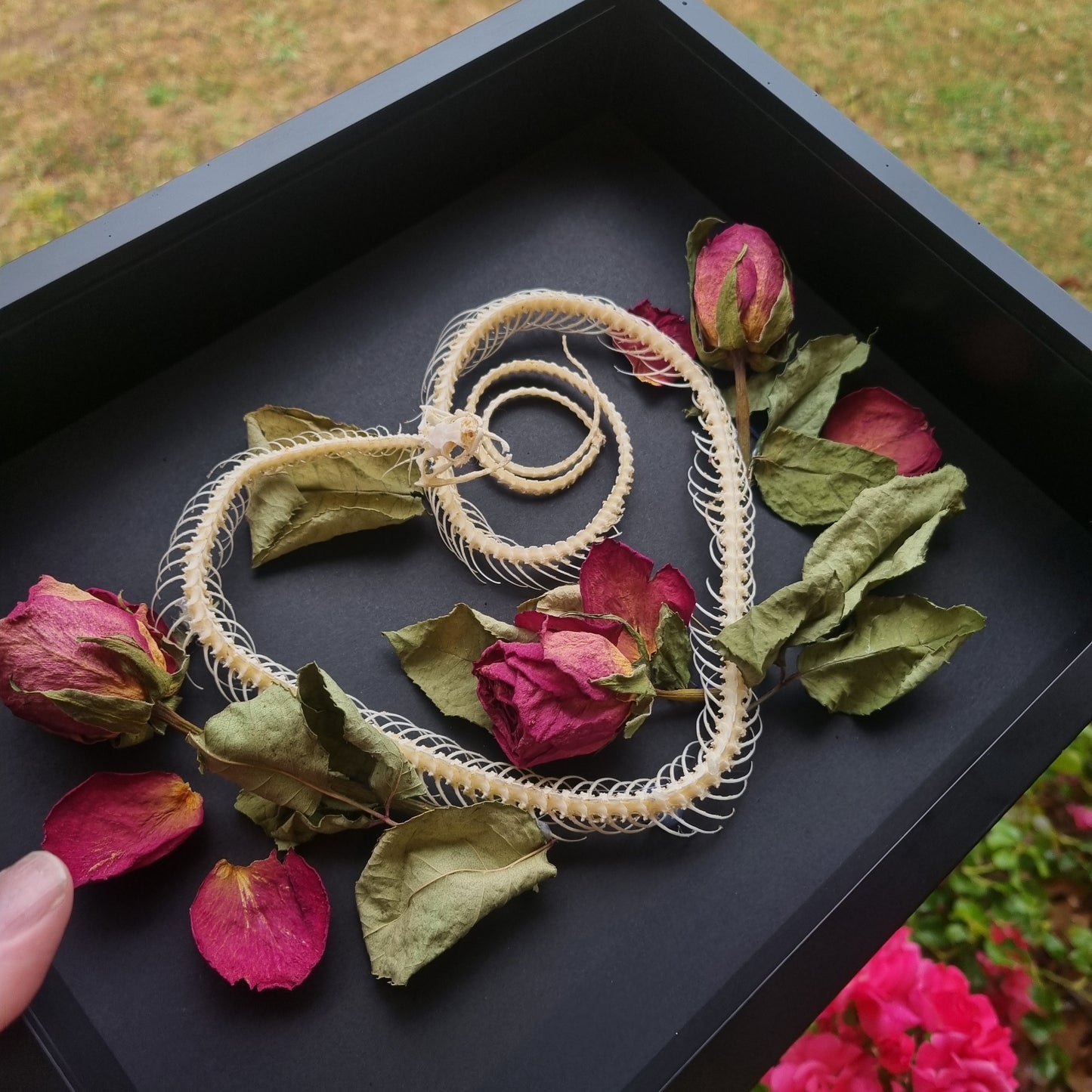 Snake Skeleton - Engraved Glass