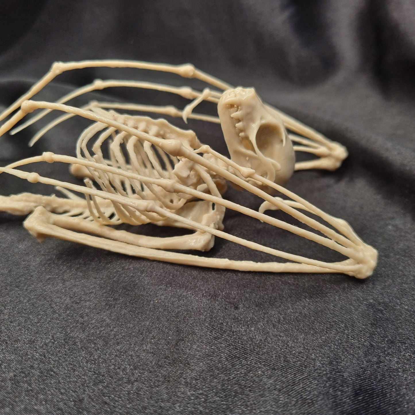 Fruit Bat Skeleton | Replica