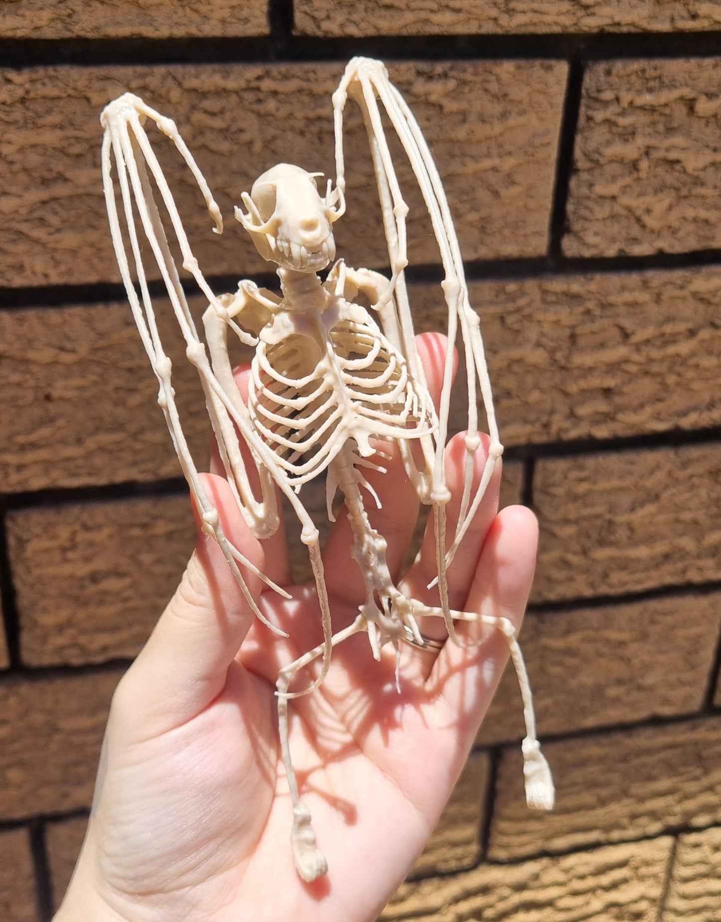 Fruit Bat Skeleton | Replica