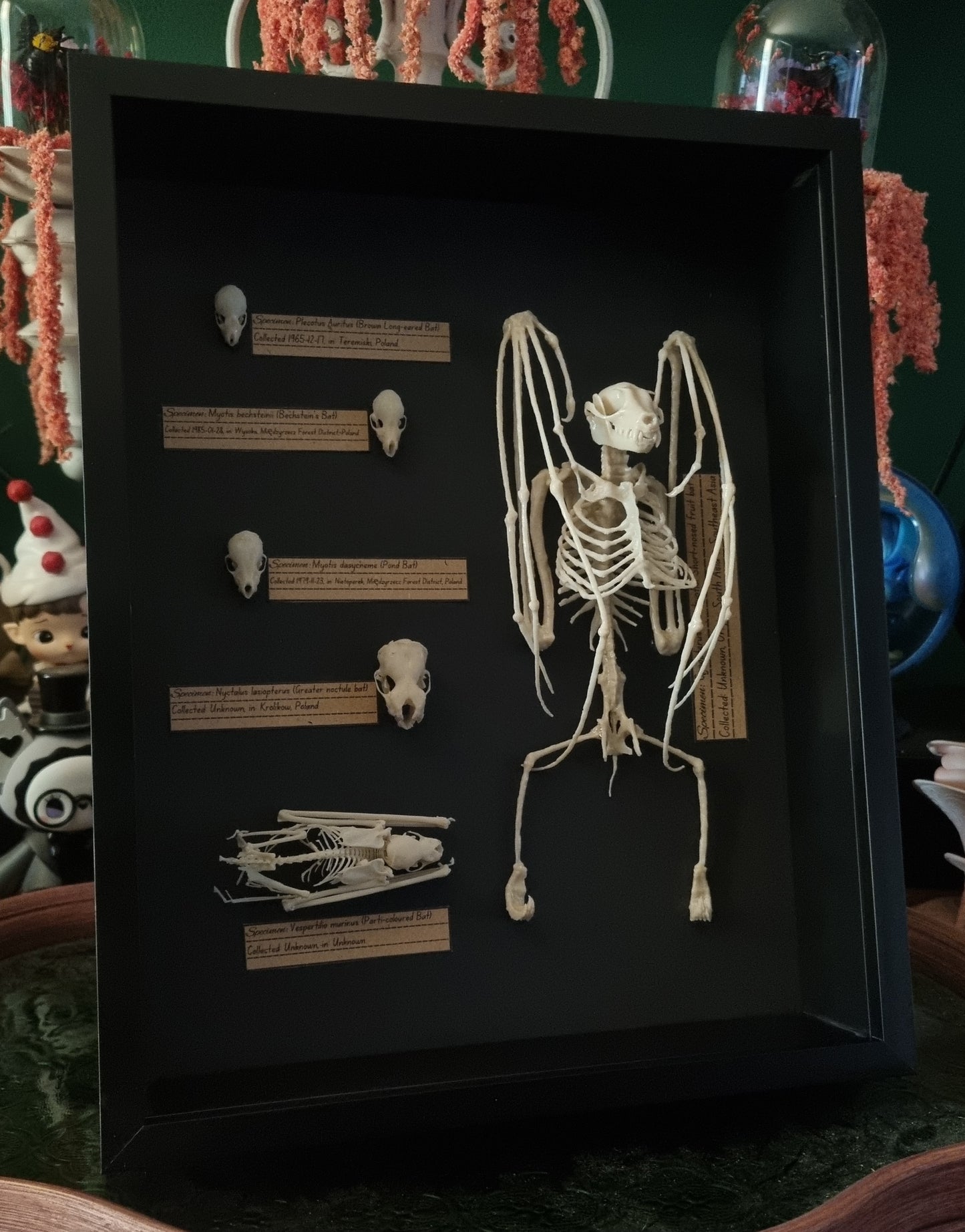 Museum Style Bat Specimen Replica