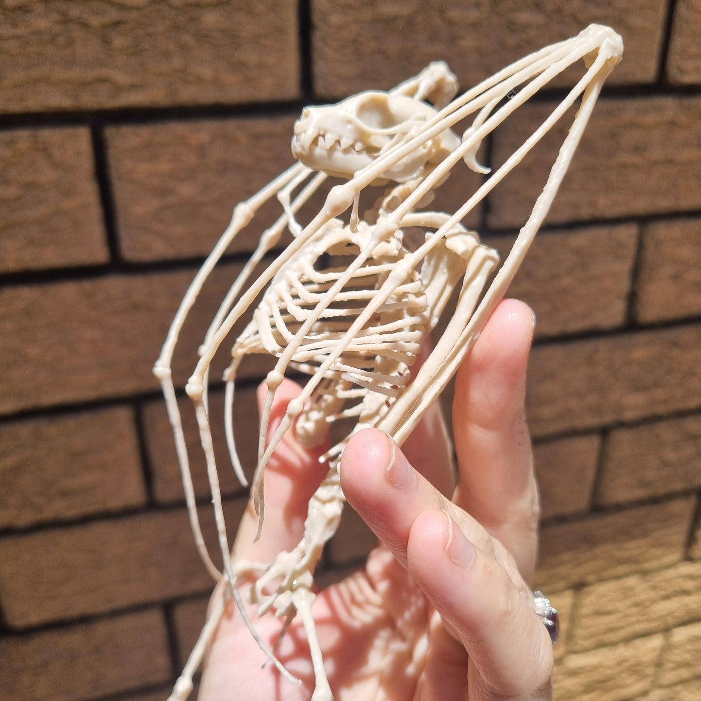 Fruit Bat Skeleton | Replica