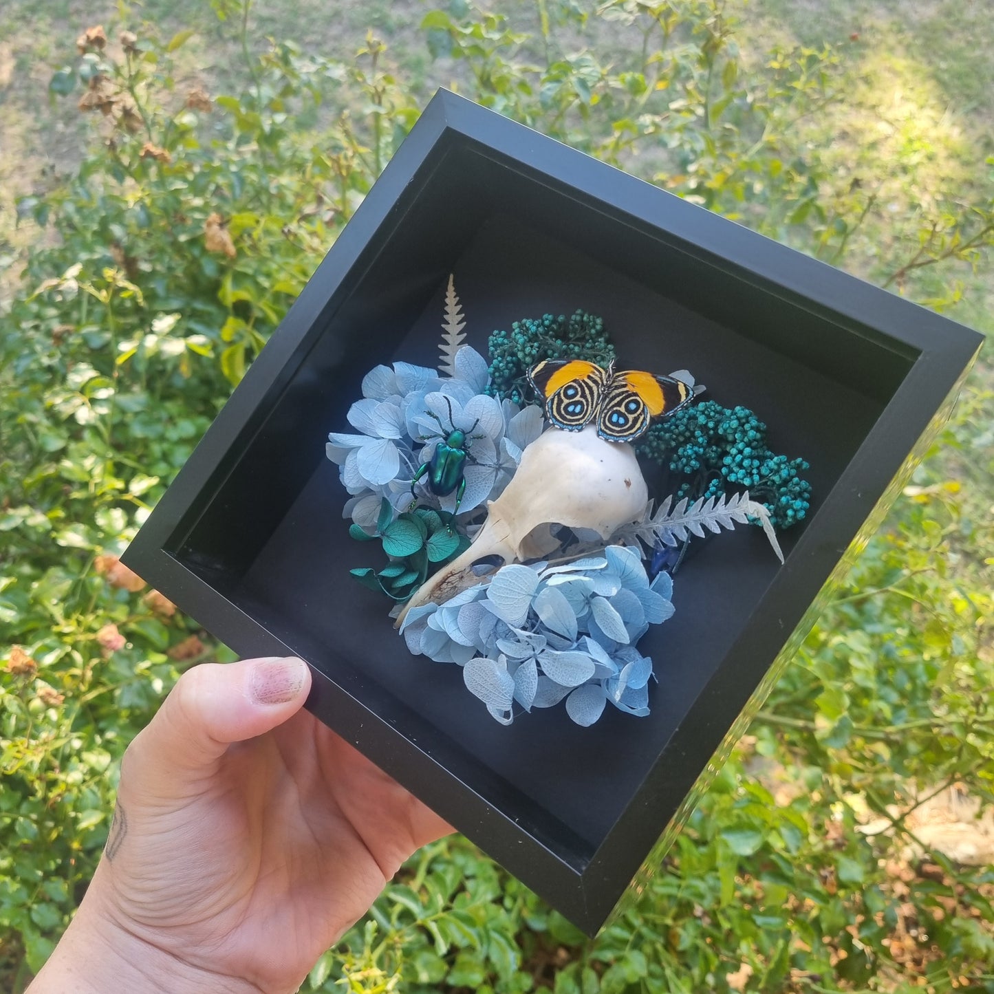 Blue Crow Skull Butterfly display