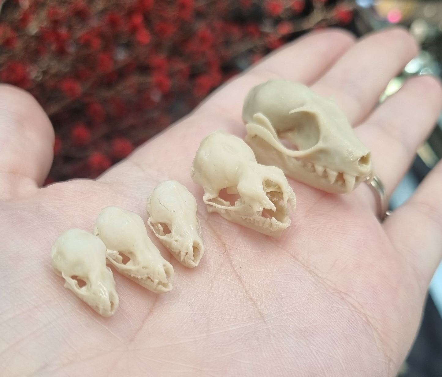 Bat Skull | Replicas | Multiple Species | Fruit Bat | myotis dasycneme | Nyctalus lasiopterus | Myotis bechsteinii | Plecotus Auritus