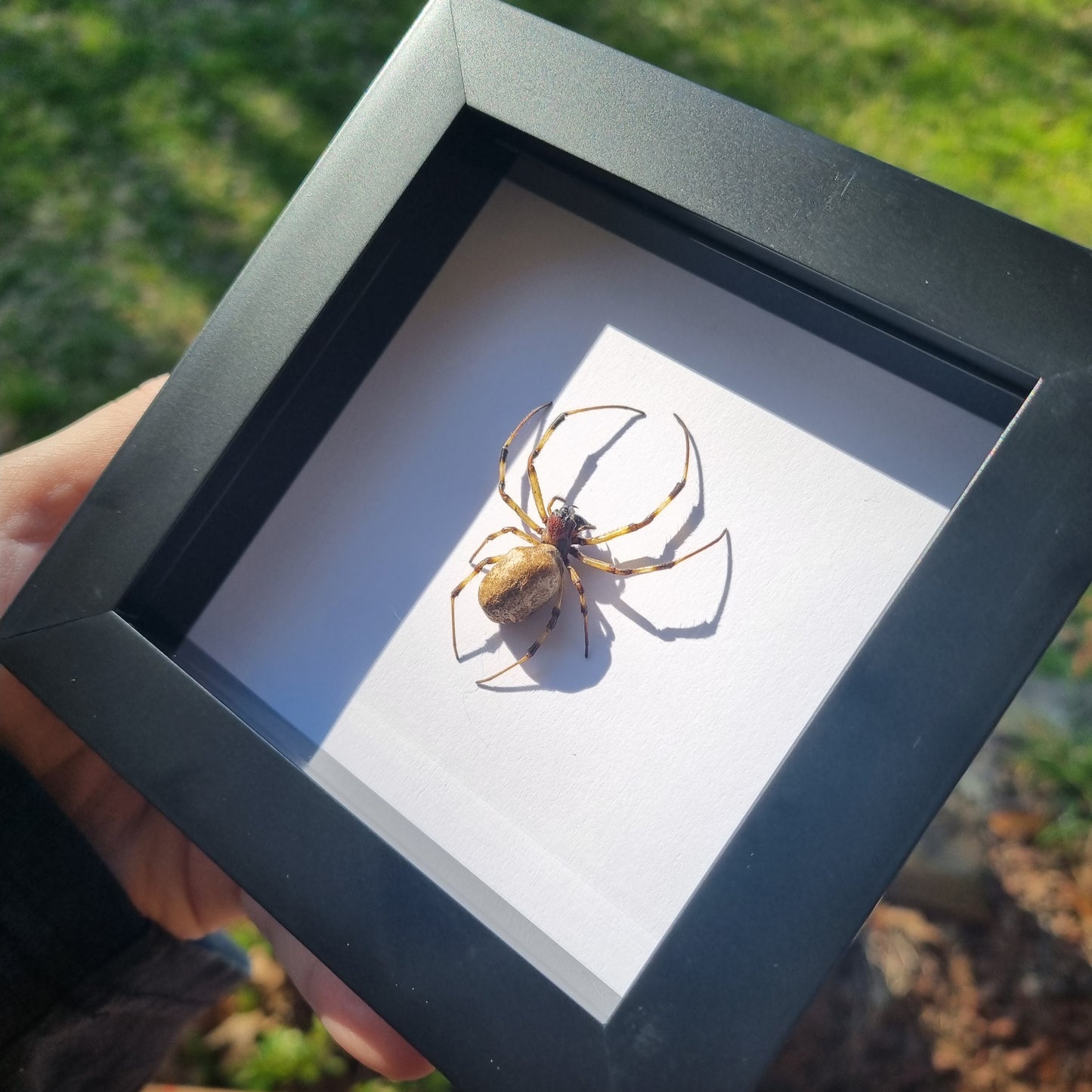 Nephilengys Malabarensis | Frame | Framed Entomology Décor | Real Specimen | Nature