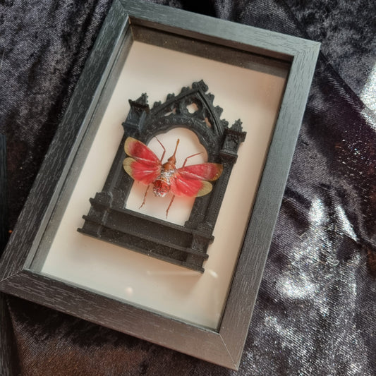 Pyrops Hamdjahi / The Blood-Red Lanternfly | Frame