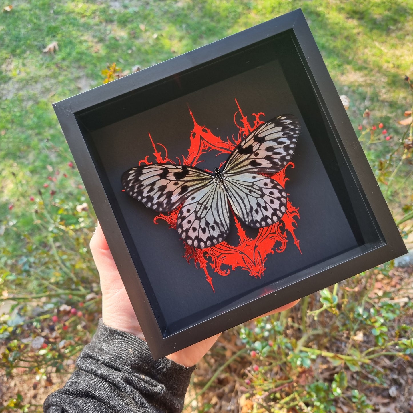 Idea Leuconoe | Frame | Framed Entomology Décor | Real Specimen | Nature