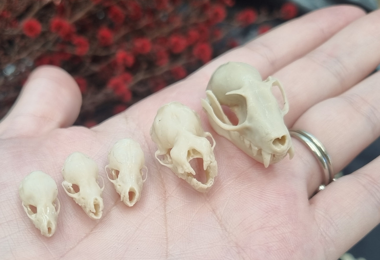 Bat Skull | Replicas | Multiple Species | Fruit Bat | myotis dasycneme | Nyctalus lasiopterus | Myotis bechsteinii | Plecotus Auritus