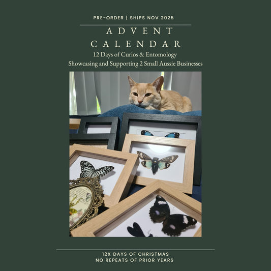 Pre- Order Curio / Oddity Christmas Advent Calendar 2025!