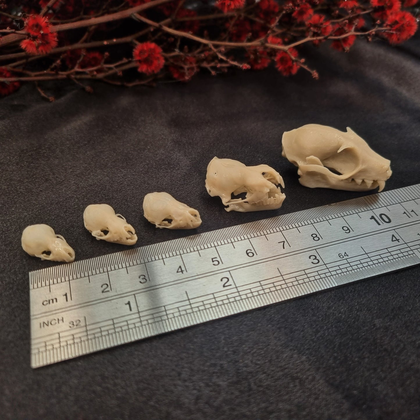 Bat Skull | Replicas | Multiple Species | Fruit Bat | myotis dasycneme | Nyctalus lasiopterus | Myotis bechsteinii | Plecotus Auritus