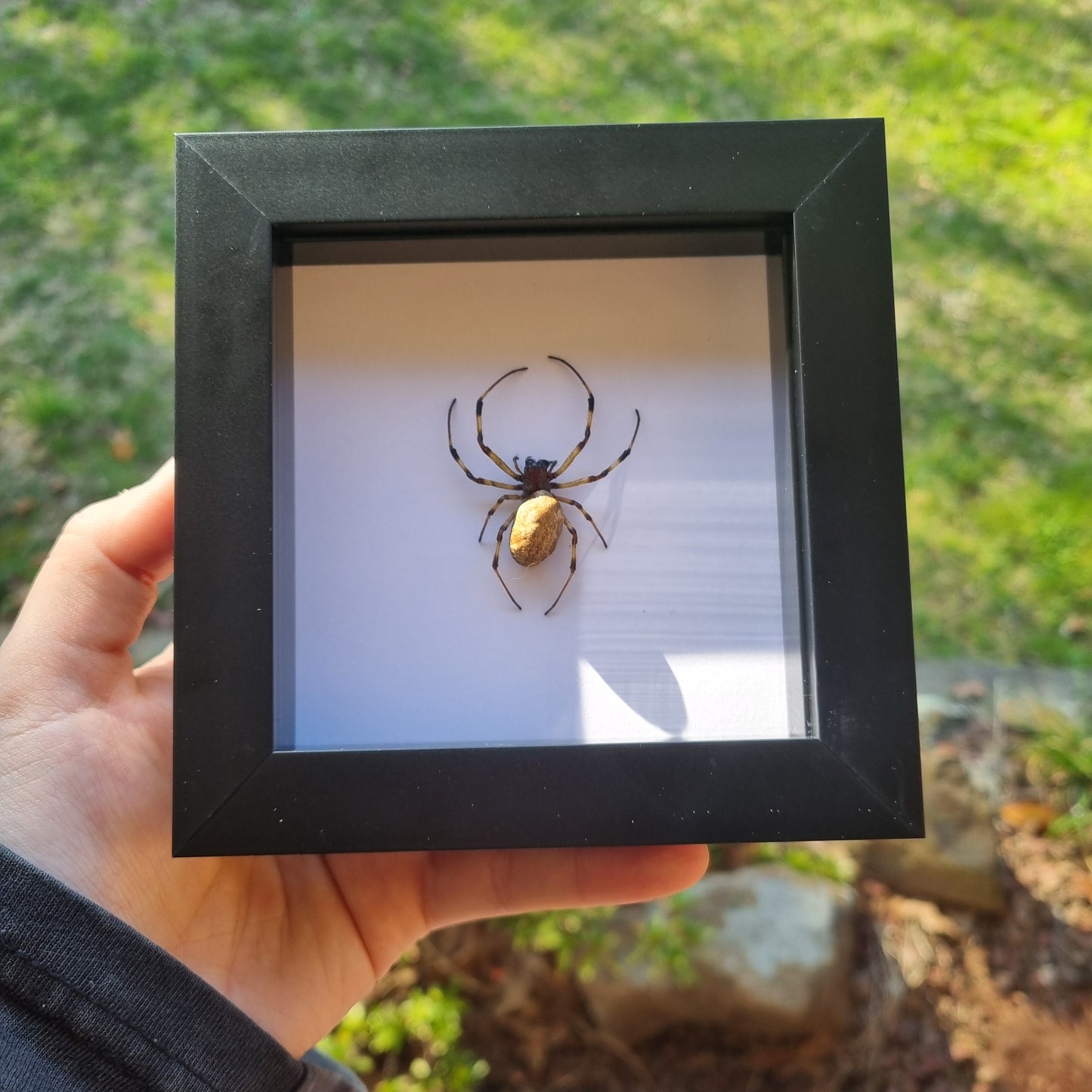 Nephilengys Malabarensis | Frame | Framed Entomology Décor | Real Specimen | Nature