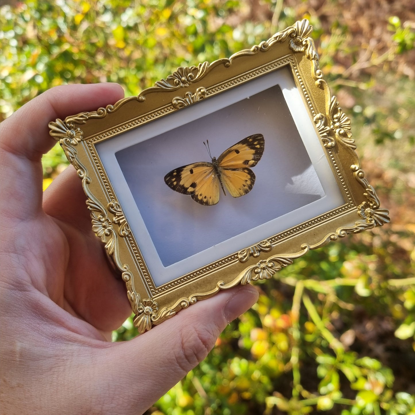Mini Magnet Frames