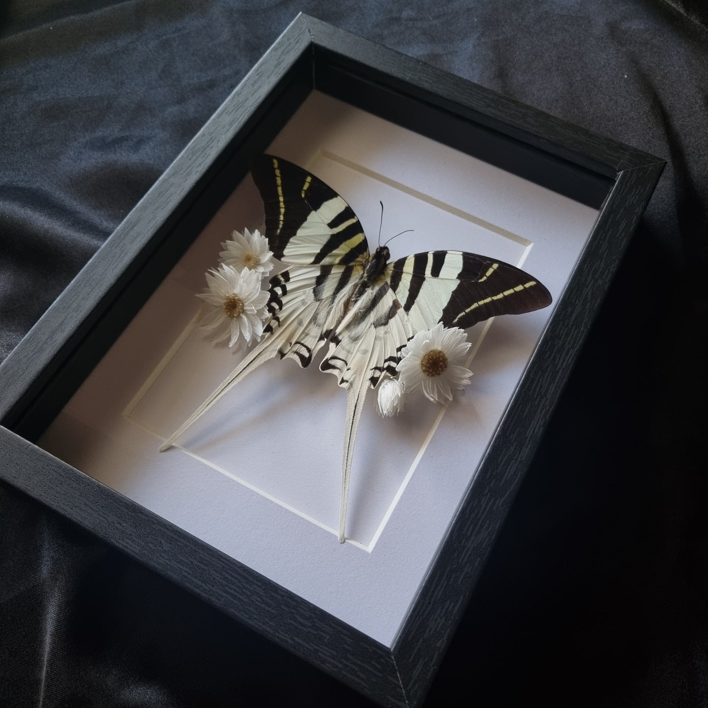 Graphium Androcles | Frame | Framed Entomology Décor | Real Specimen | Nature