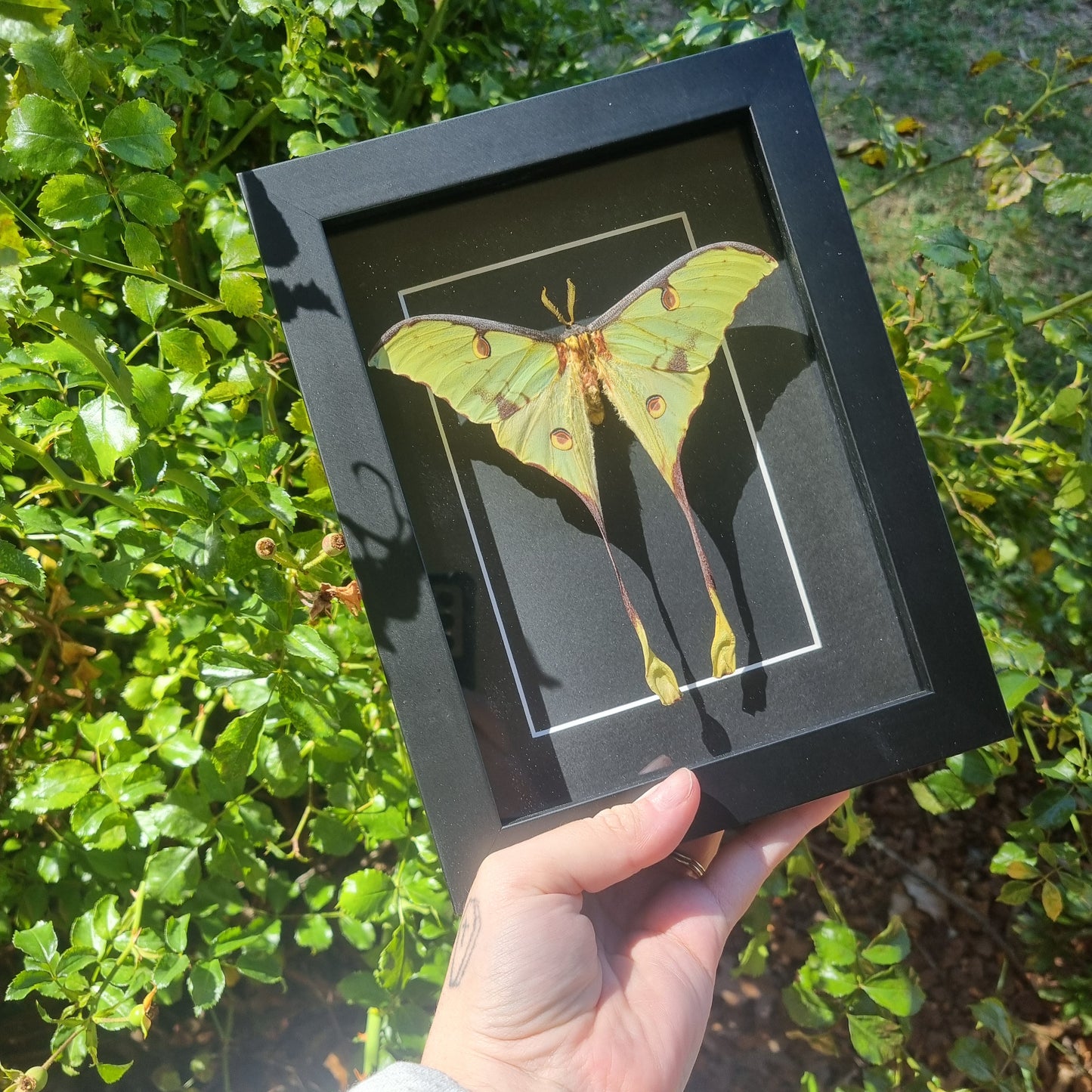 Argema Mimosae - African Moon Moth