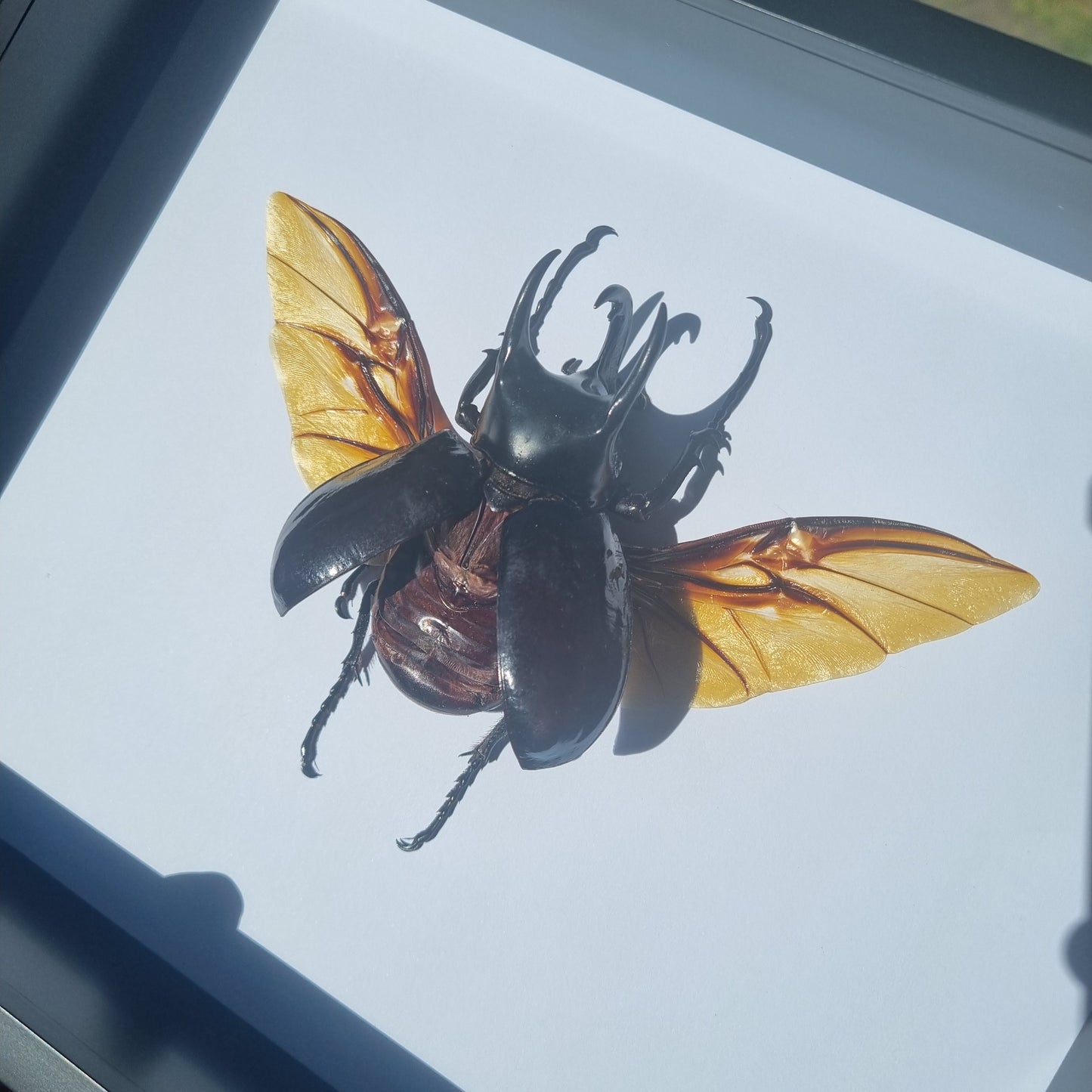chalcosoma chiron | Frame