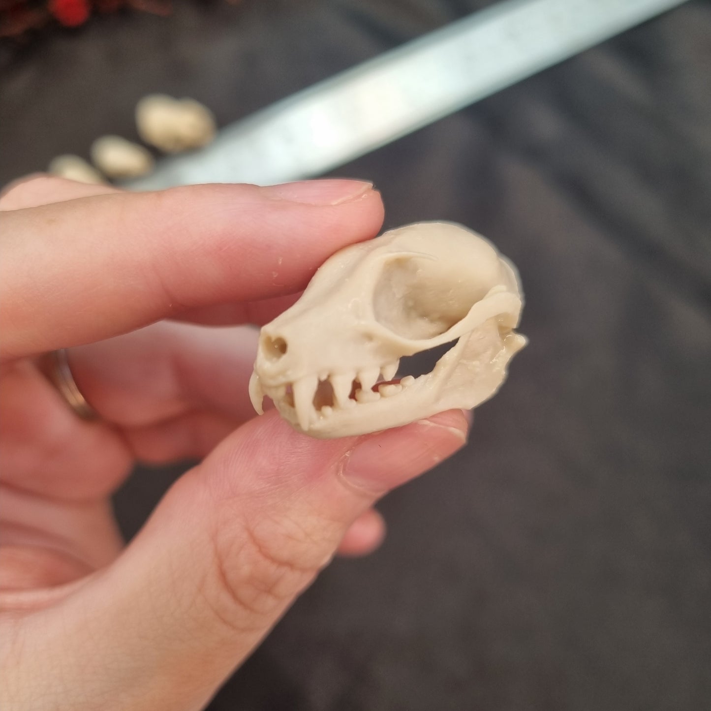 Bat Skull | Replicas | Multiple Species | Fruit Bat | myotis dasycneme | Nyctalus lasiopterus | Myotis bechsteinii | Plecotus Auritus