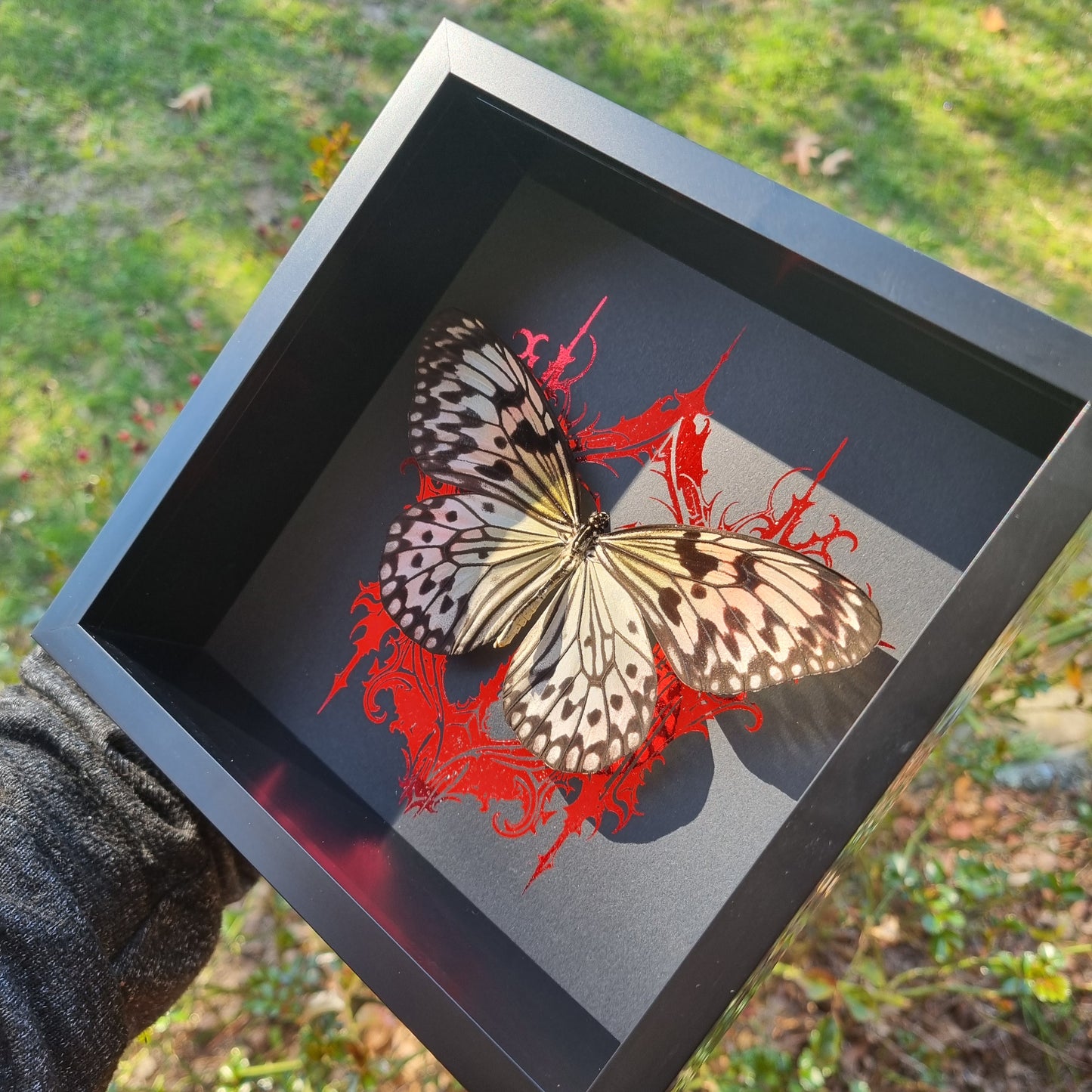 Idea Leuconoe | Frame | Framed Entomology Décor | Real Specimen | Nature