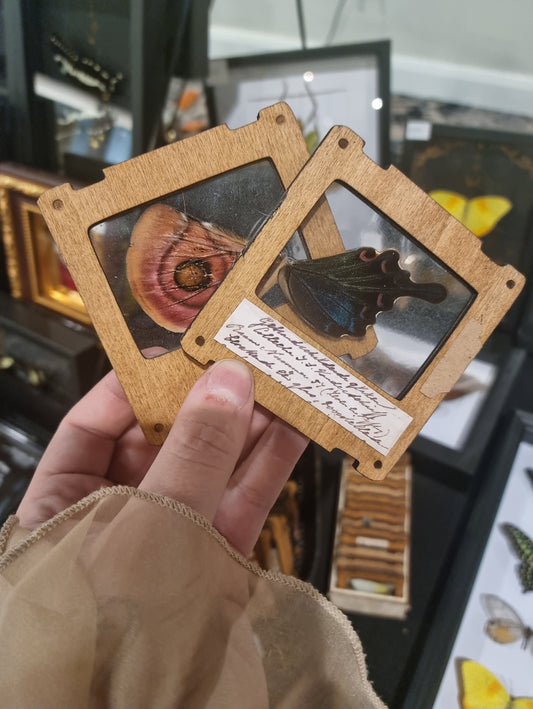 Entomology Slides