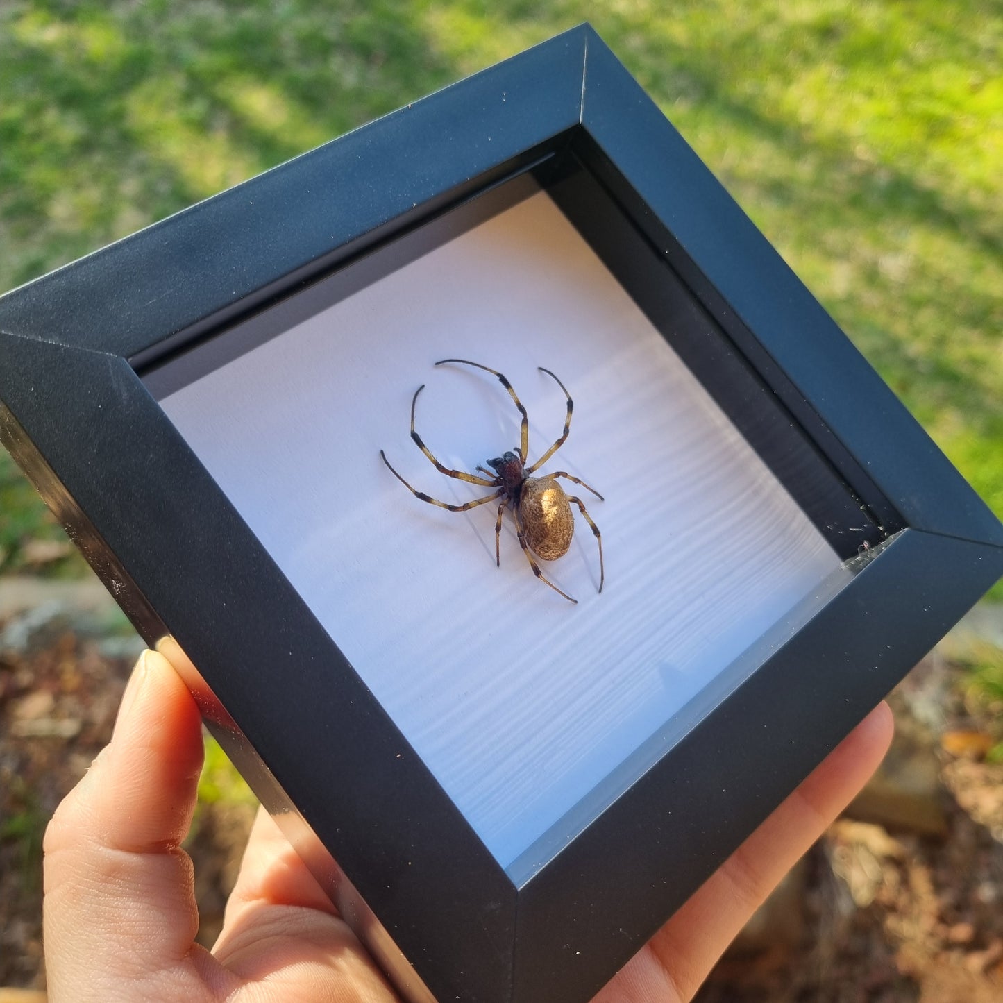 Nephilengys Malabarensis | Frame | Framed Entomology Décor | Real Specimen | Nature