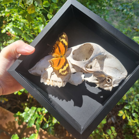Sheep Skull Entomology Display