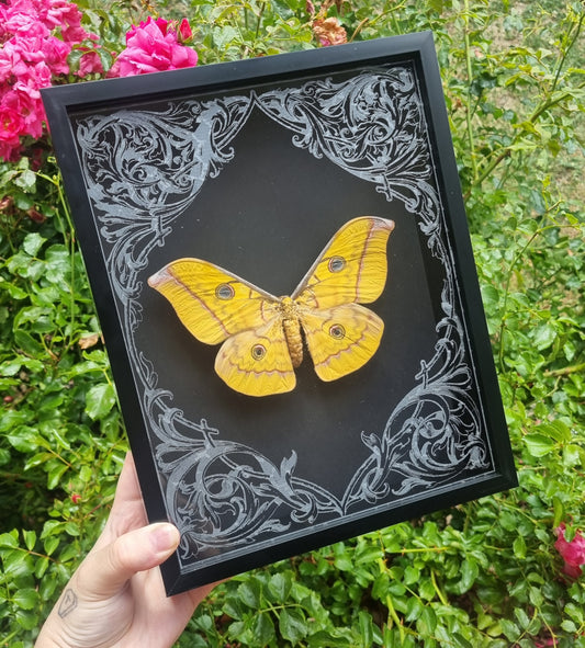 Antheraea Frithi | Moth | Frame